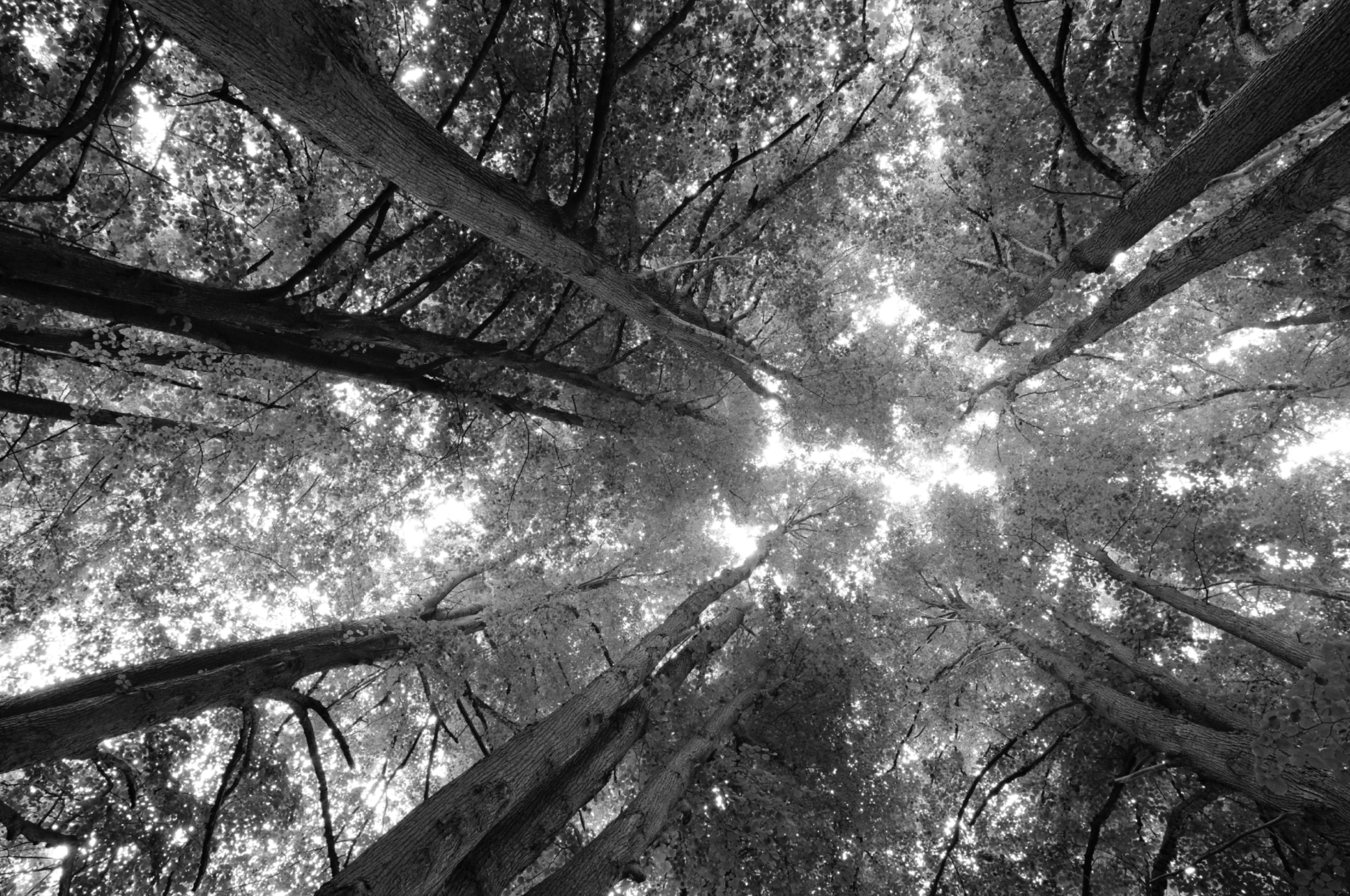Trees!