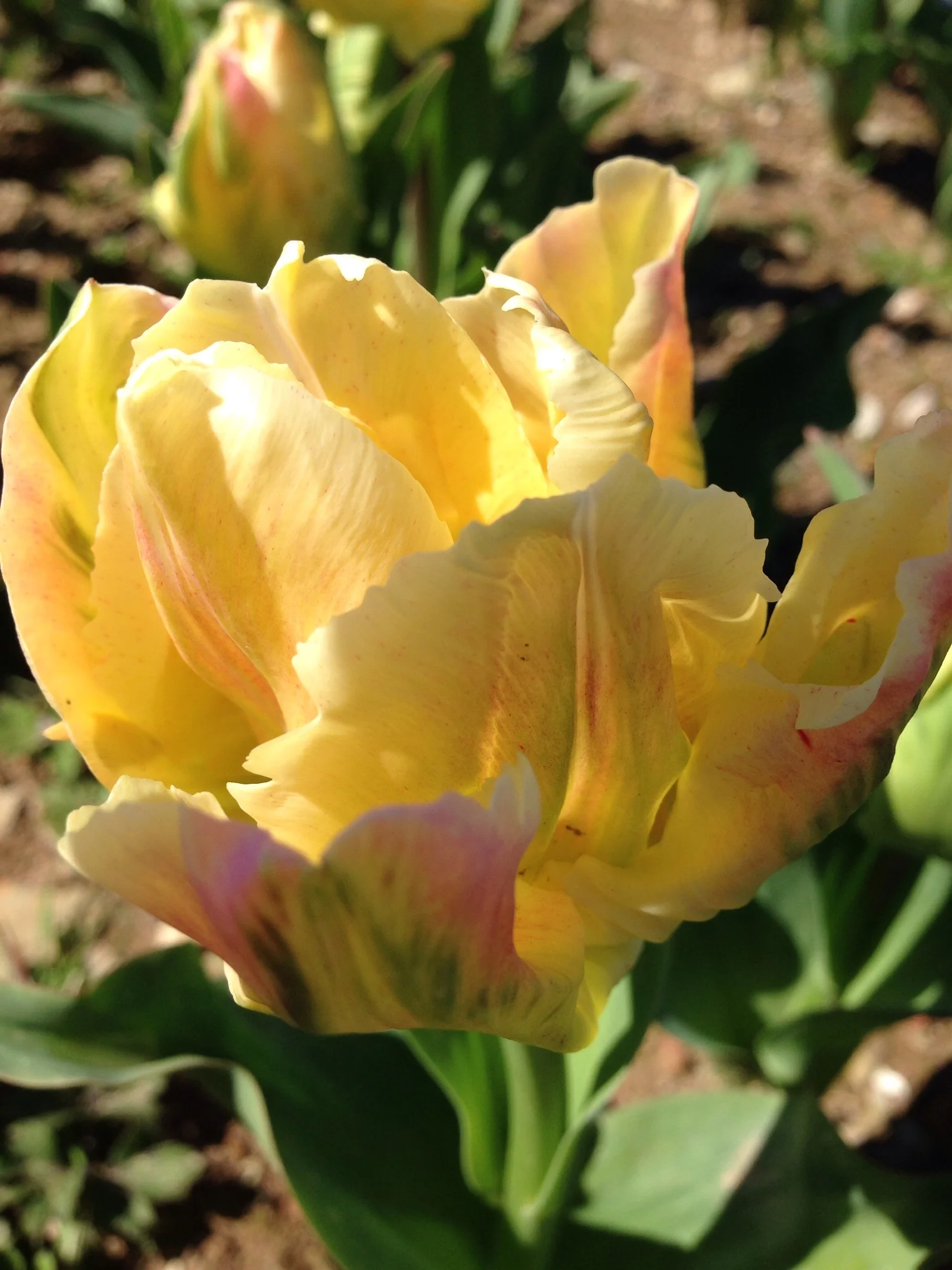 The Garden Gate Flower Company - Libretto Parrot cream & pink
