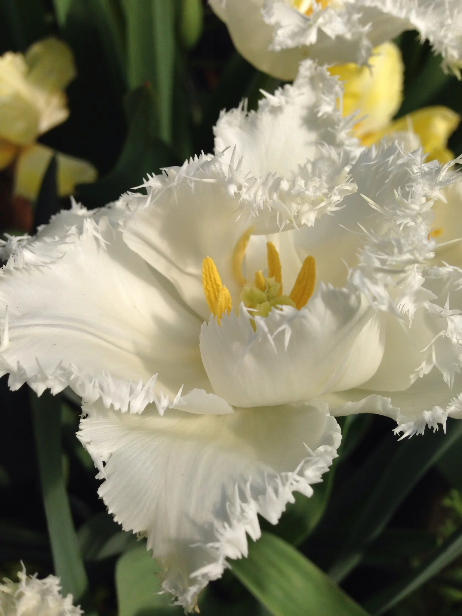 The Garden Gate Flower Company - swan wings white