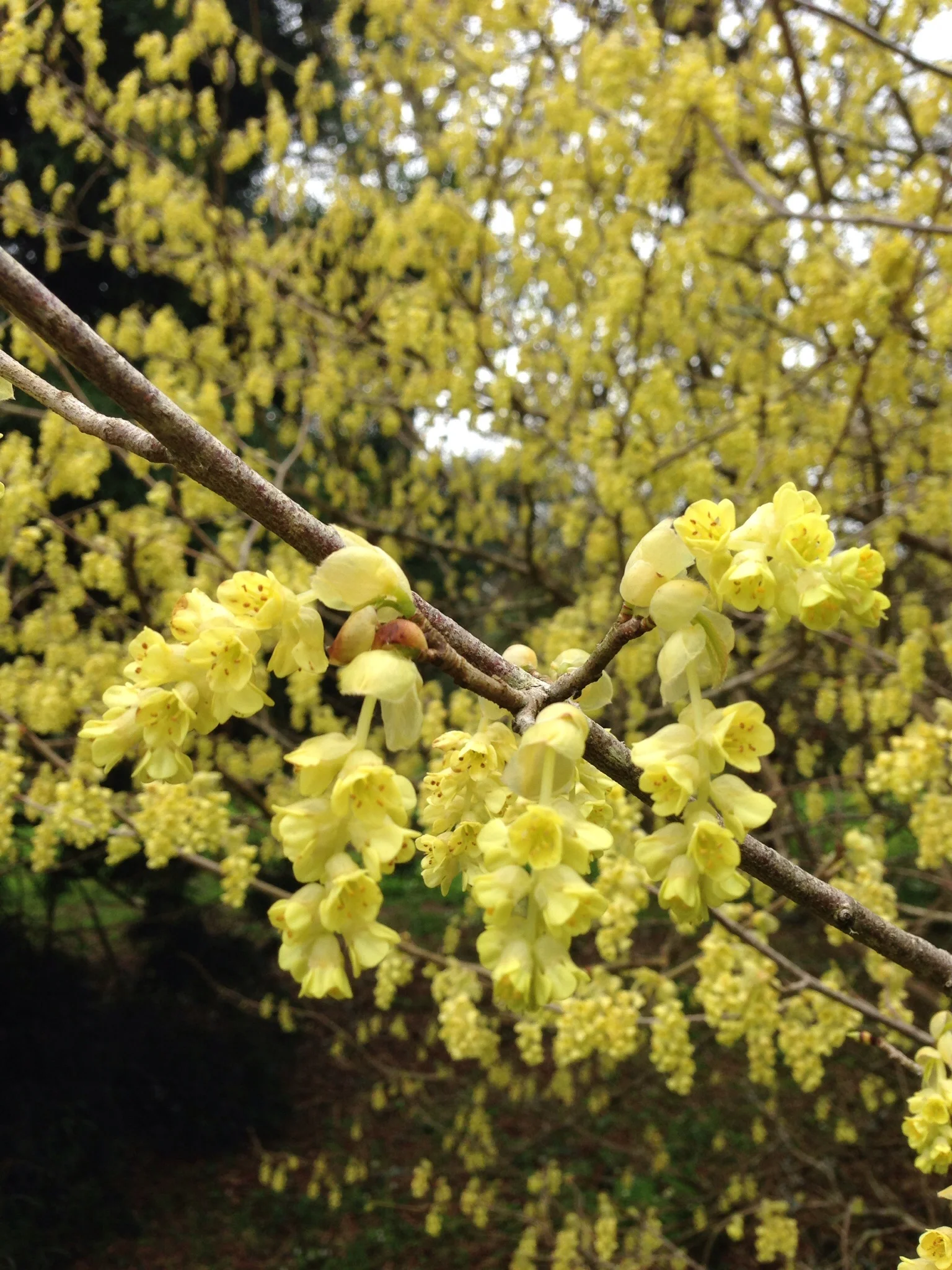 a stunning tree in blossom at Tregothan charity open garden