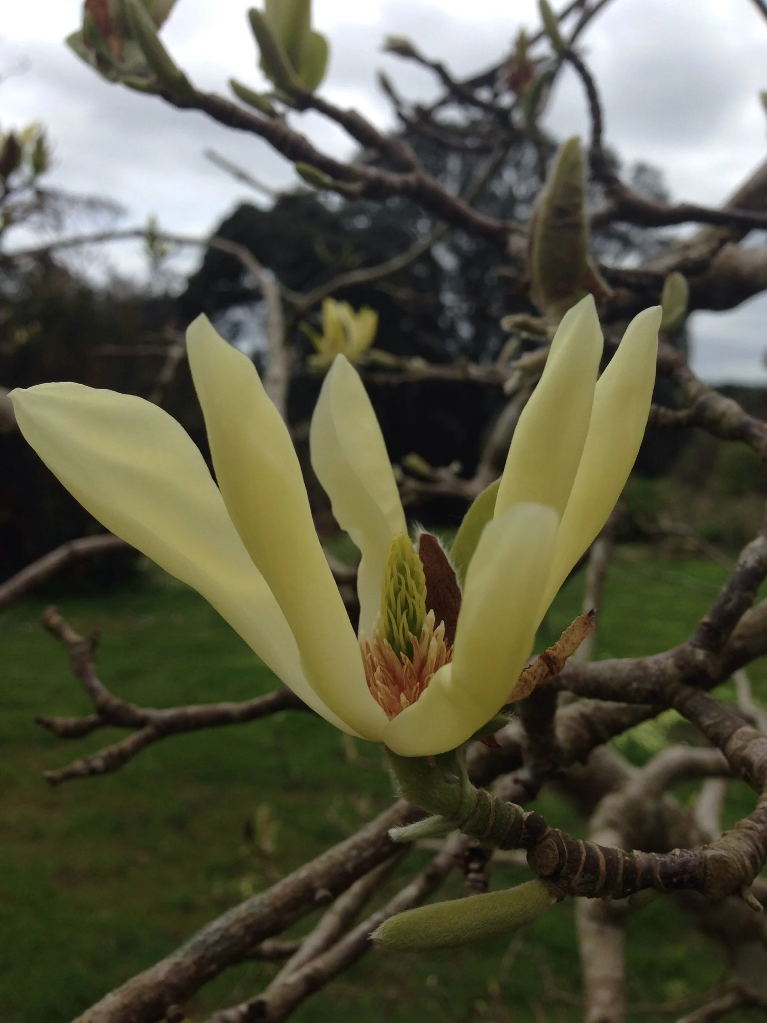 a stunning lemon magnolia at Tregothan charity open day - don't we all wish magnolia grew as fast as willow?! 