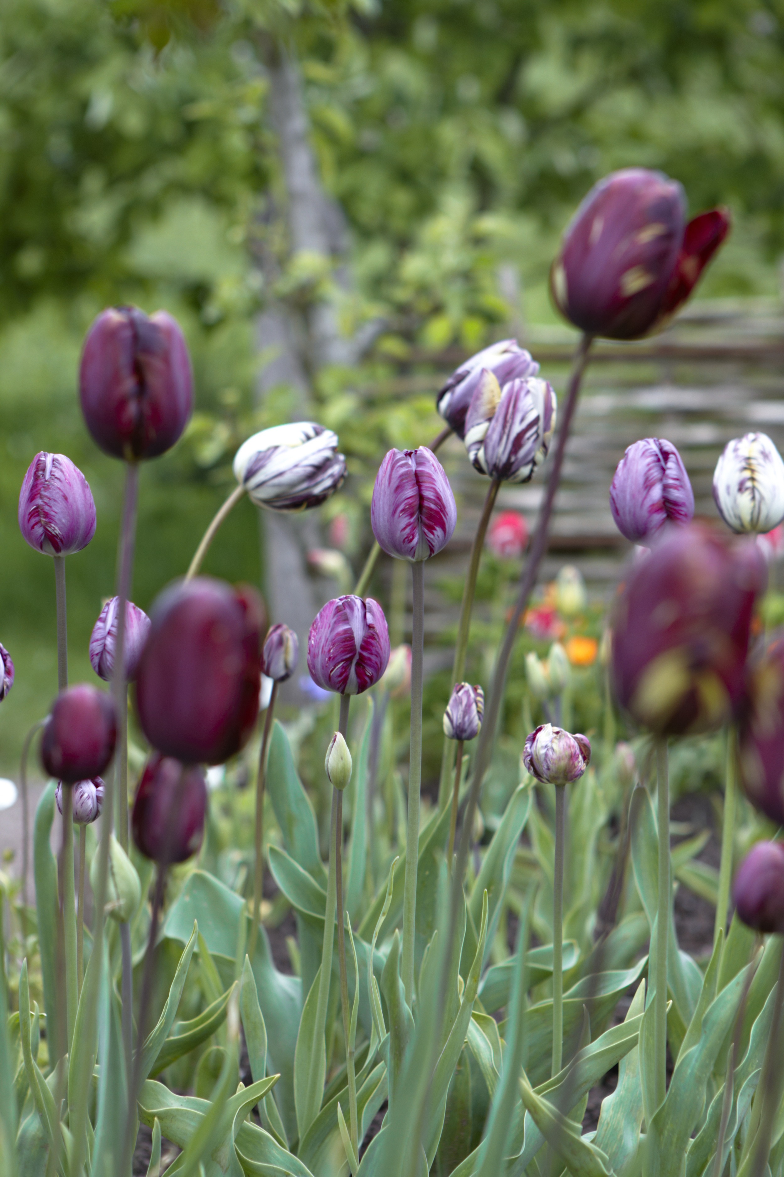 1.Mixed Tulips.jpg