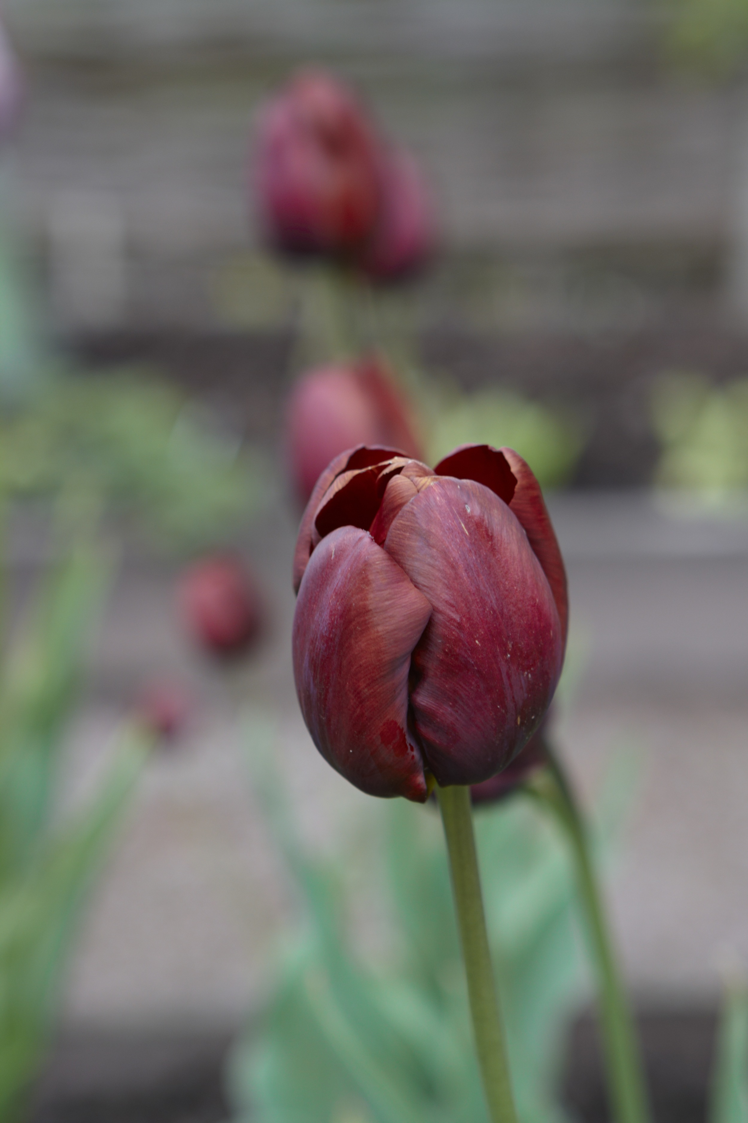 5.Tulip Dom Pedro.jpg