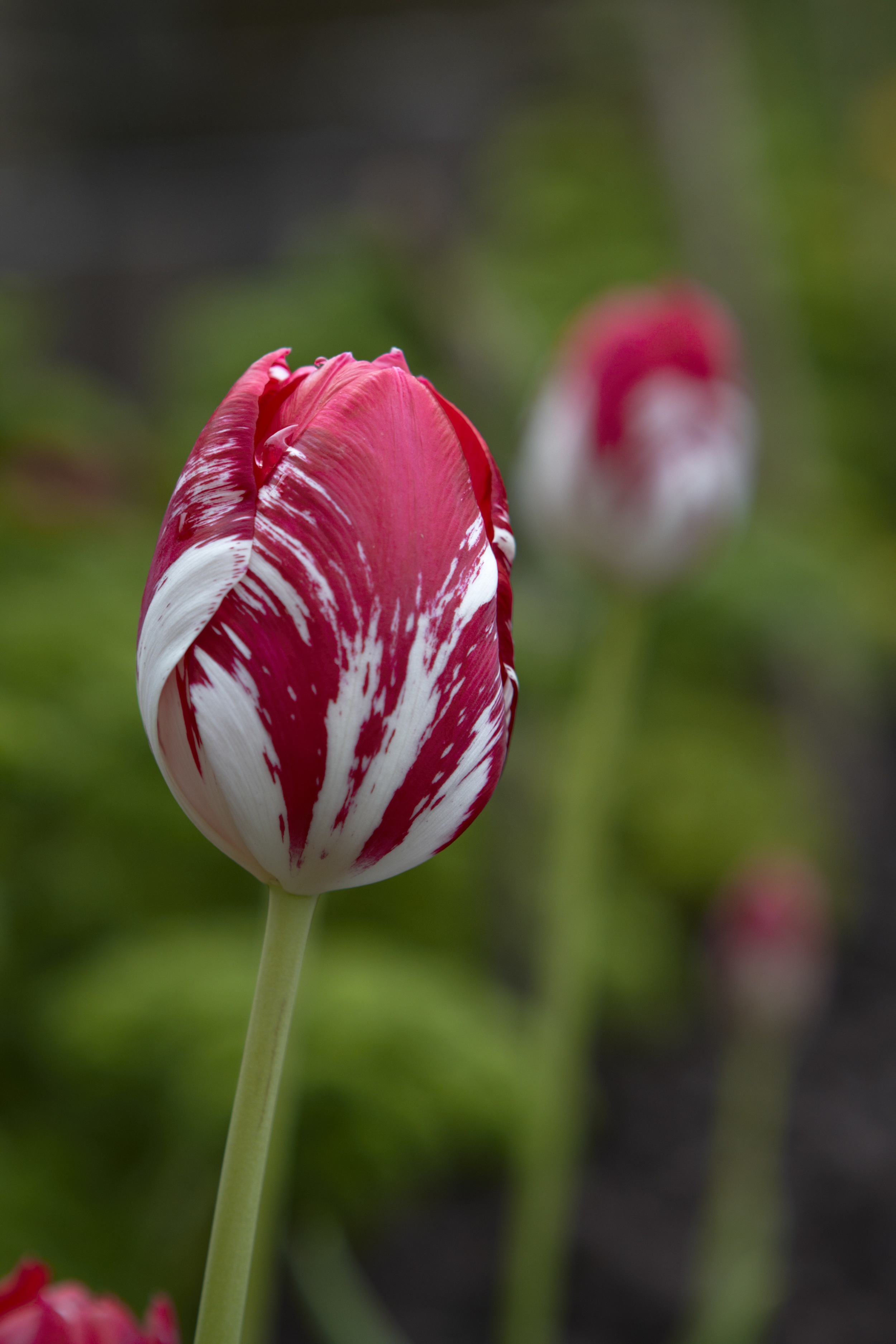 Tulip Mabel.jpg