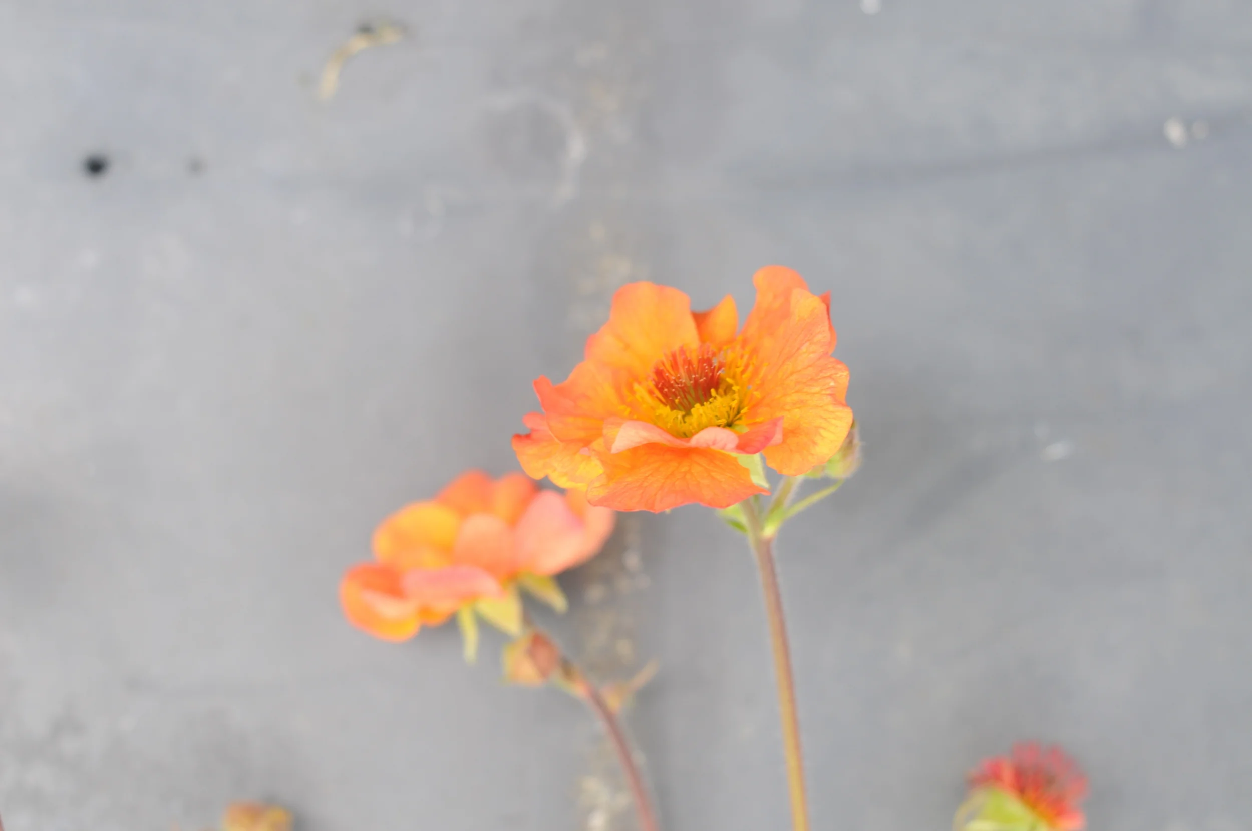 DSC_7750.JPG