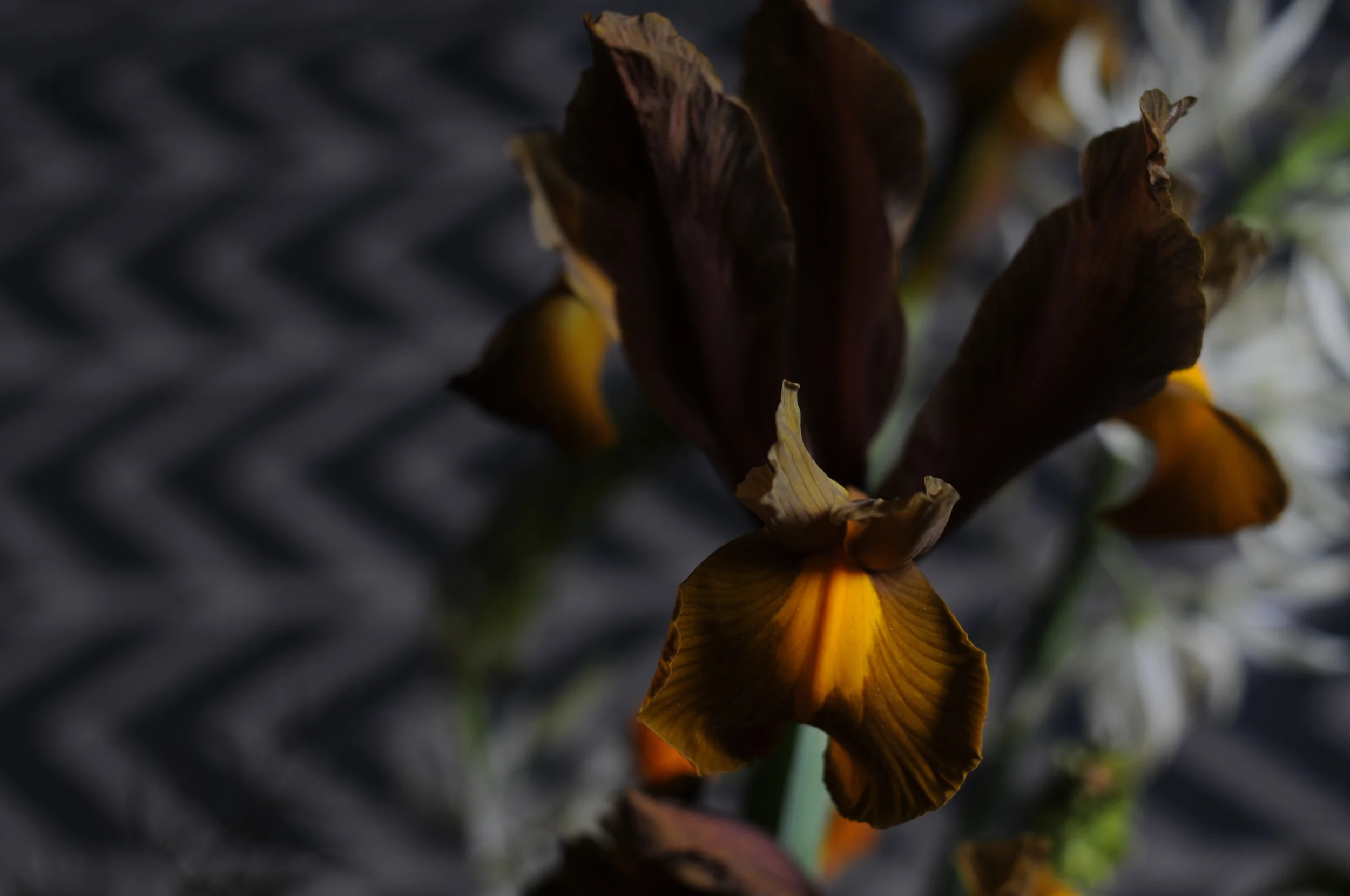 DSC_7863.JPG