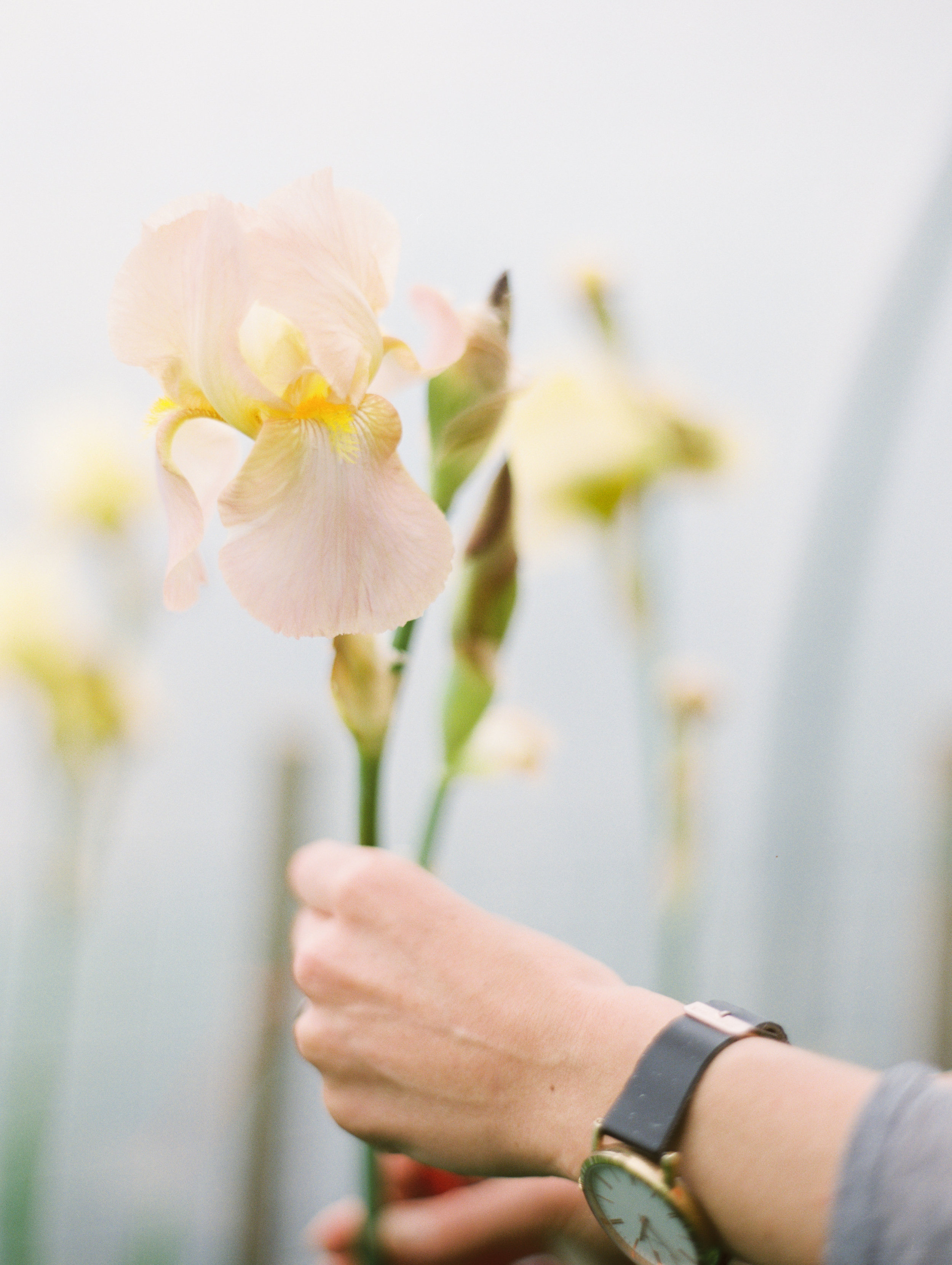 Bearded Iris