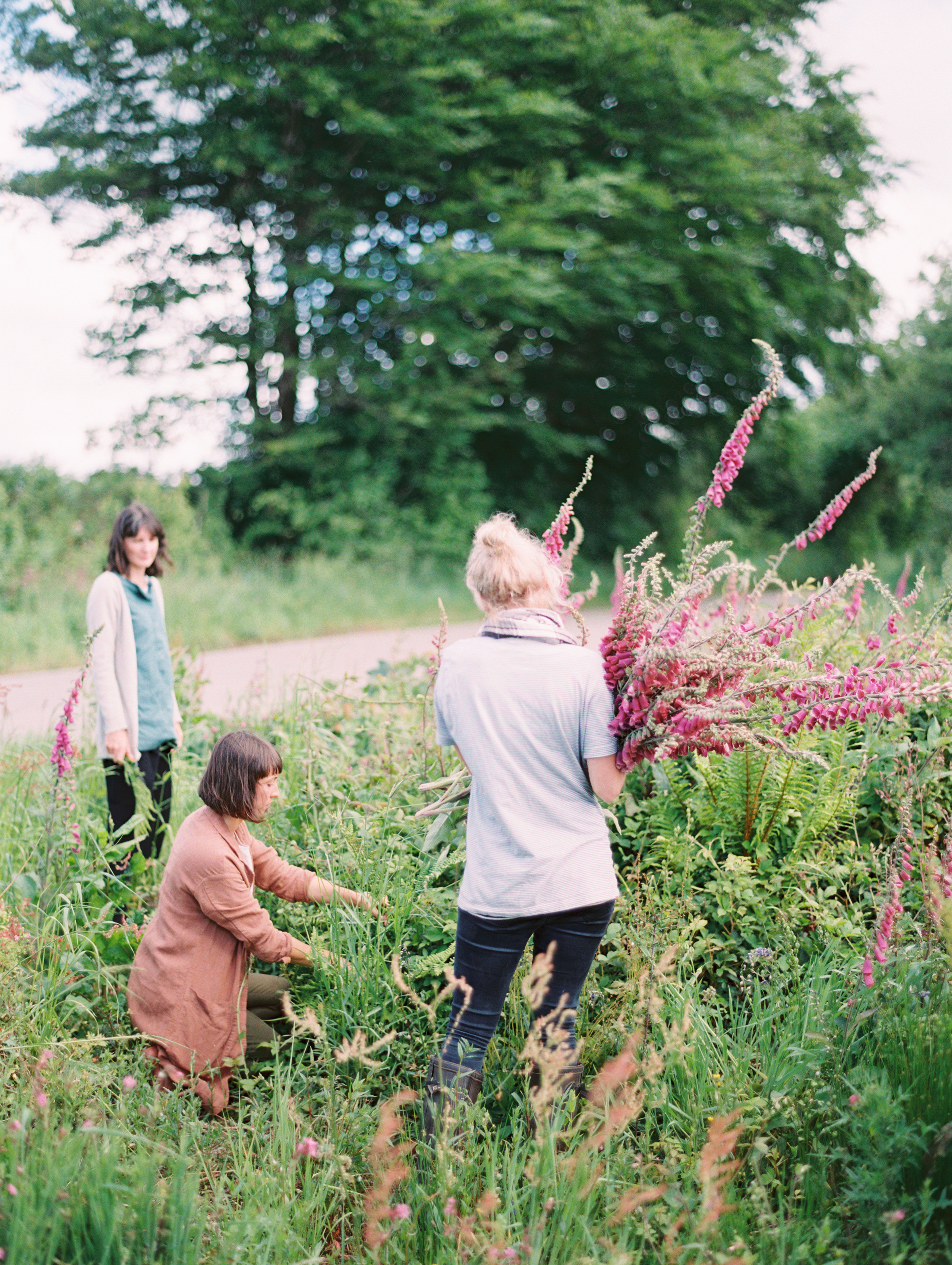 Gathering Foxgloves