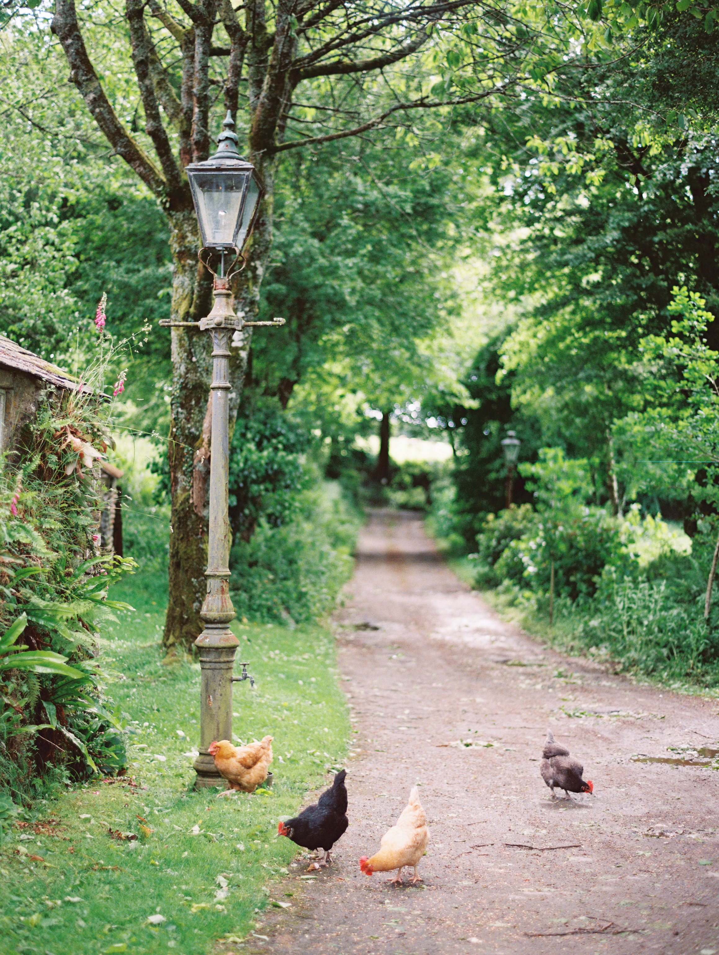 Farm Lane &amp; Chickens