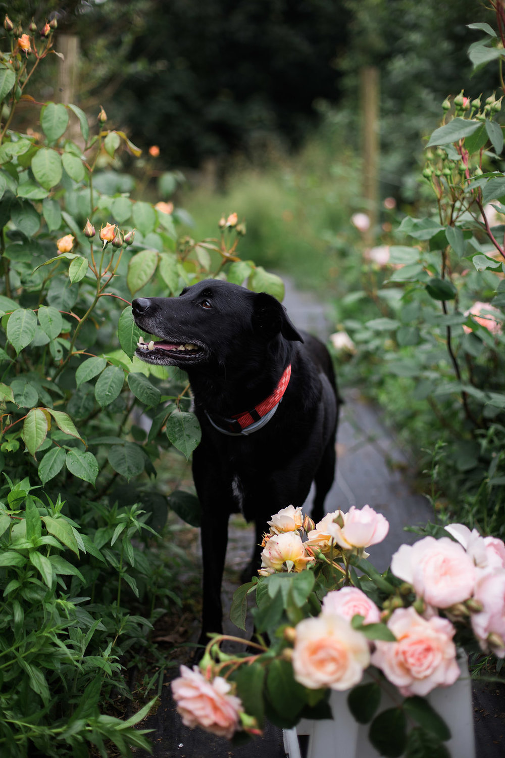 Mabel of The Garden Gate Flower Company 