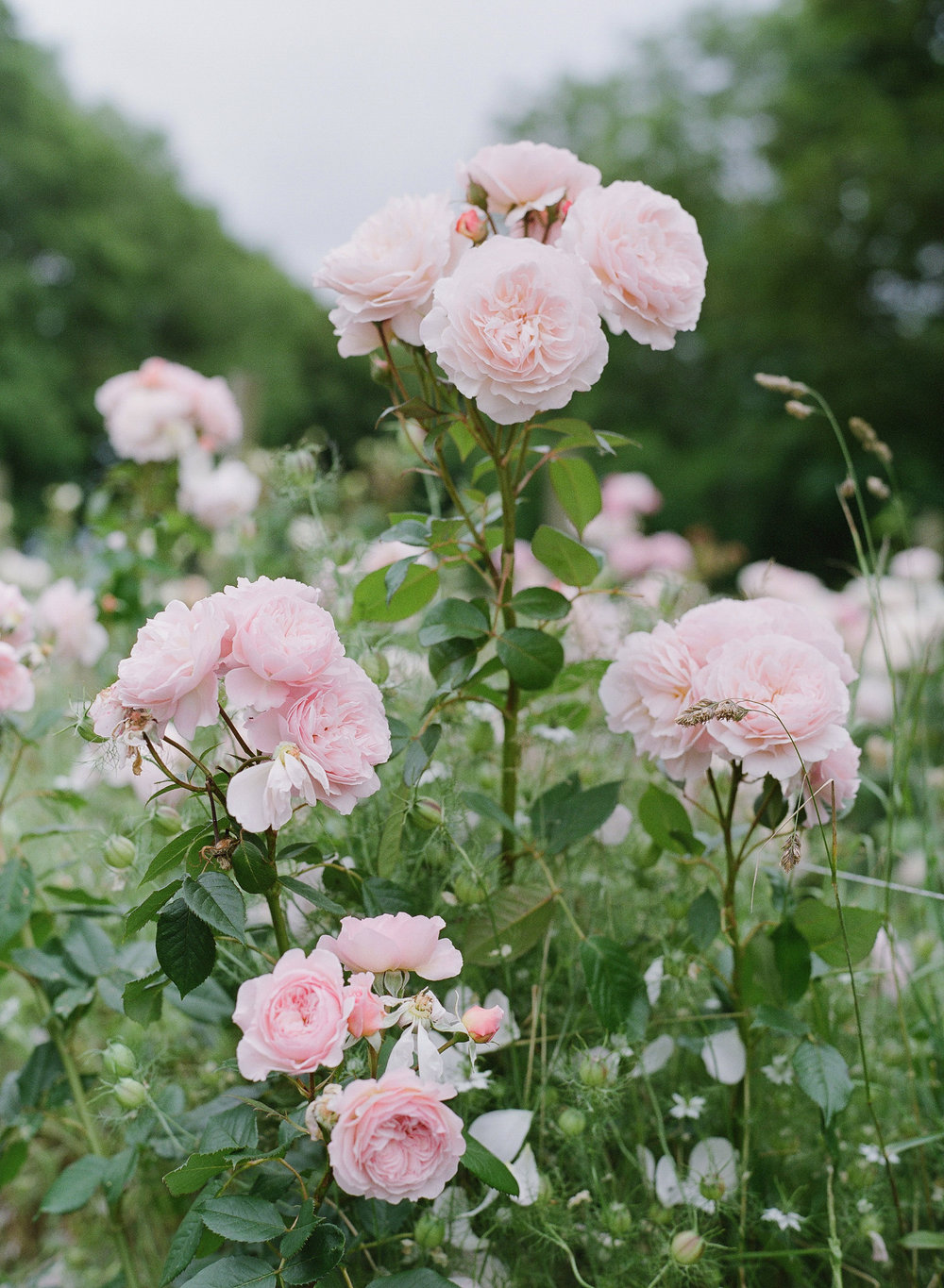 Rose Garden in Cornwall