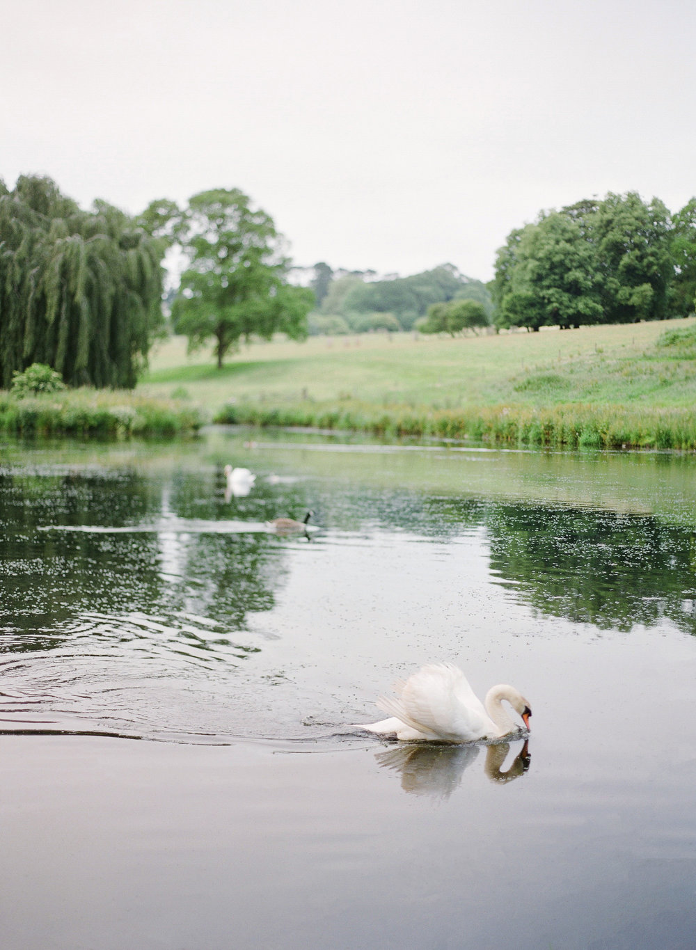 Swans on the lake at Boconnoc