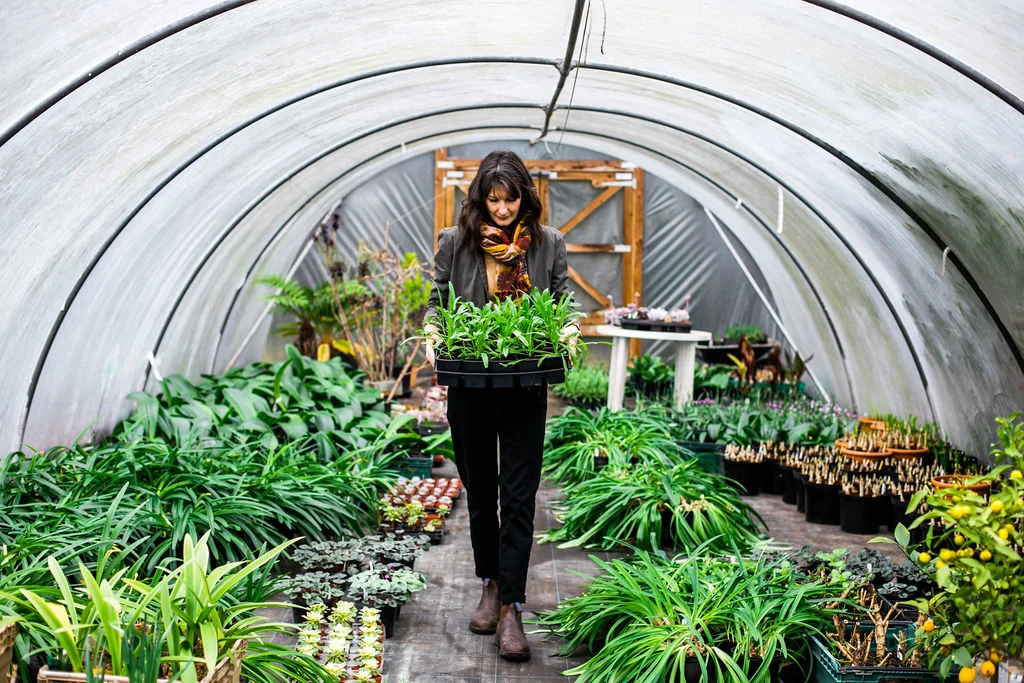 A tray of cornflowers for Cornish weddings