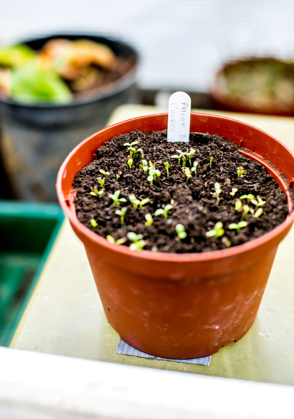 Germination of Phlox Creme Brûlée