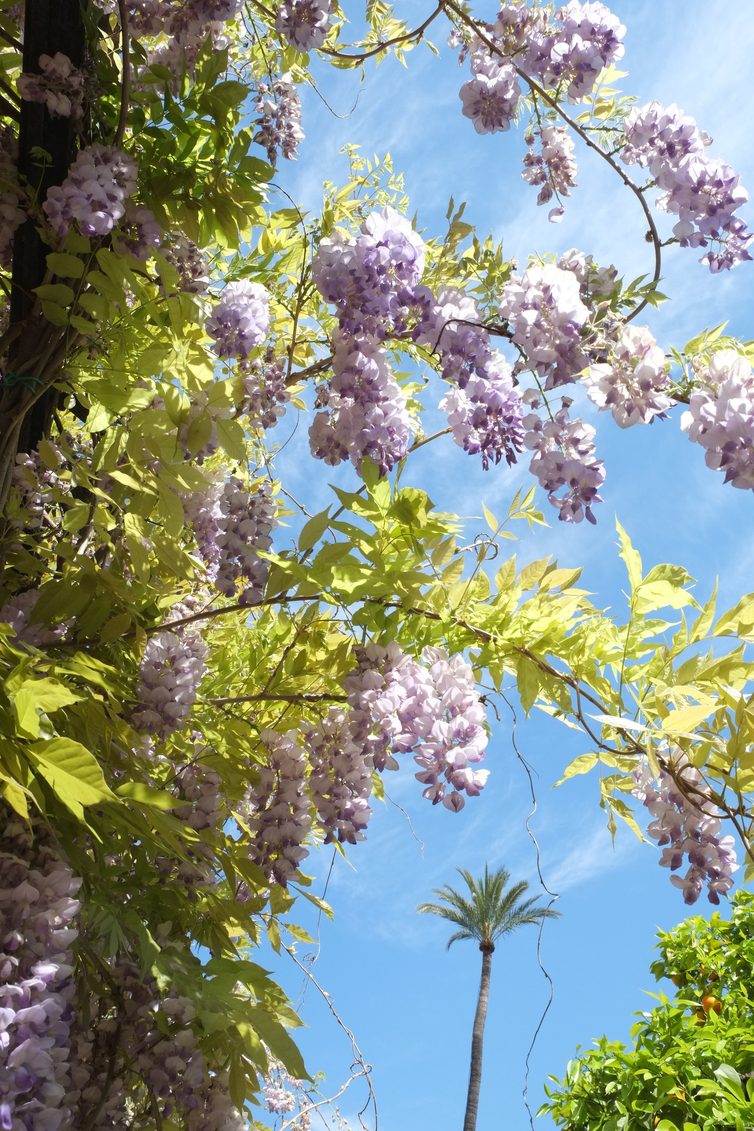 Wisteria at Real Alcazar