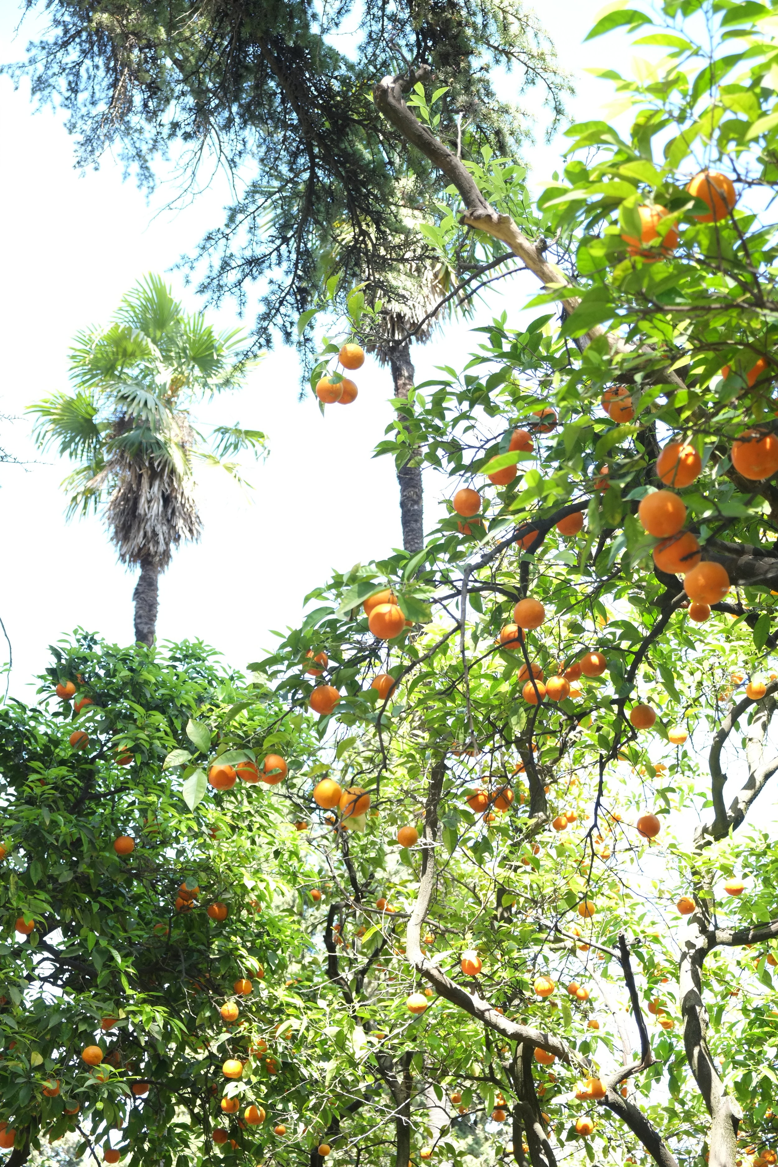 Oranges of Seville