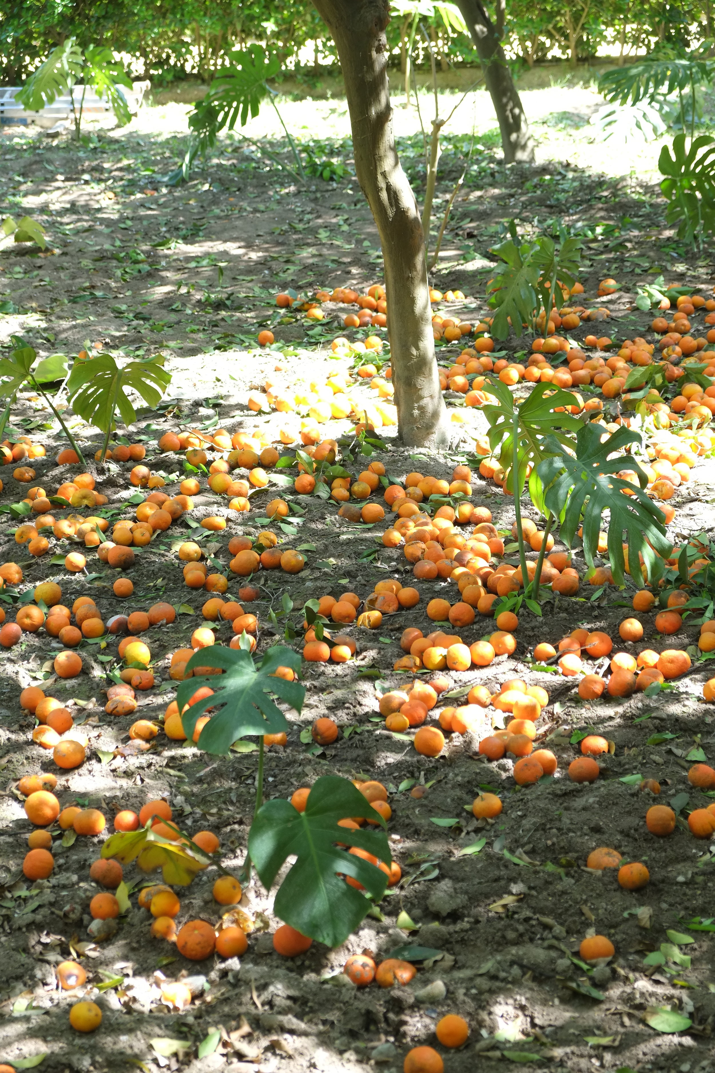 Oranges of Seville