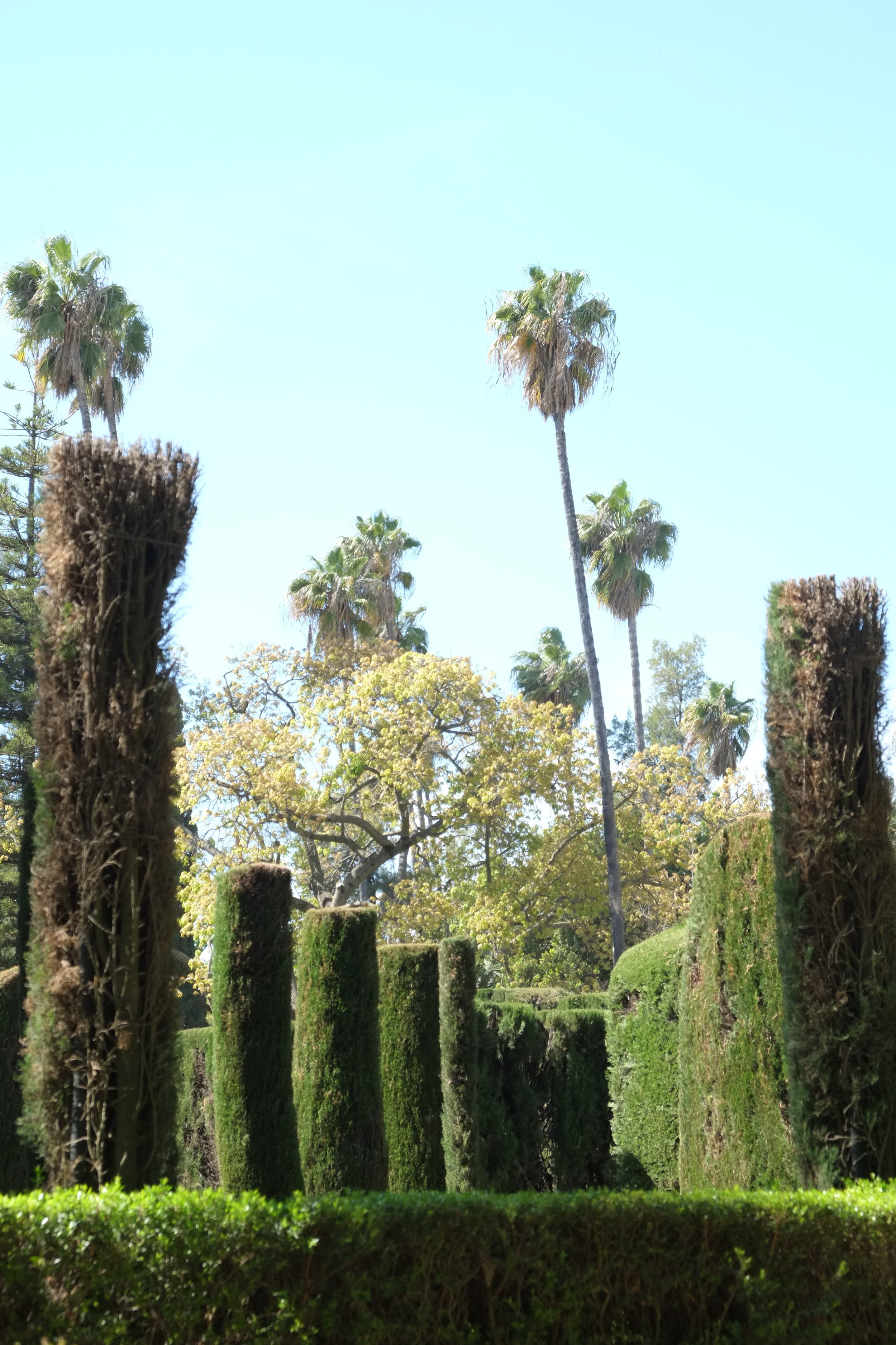 Palm trees of Real Alcazar