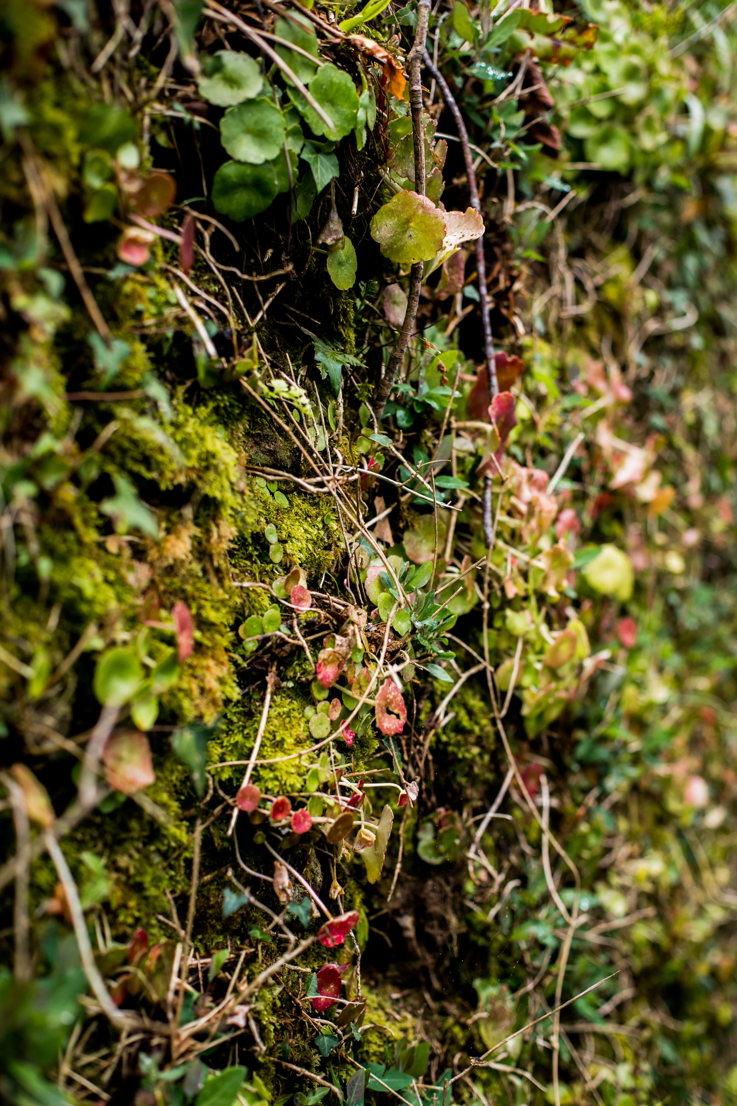 Cornish Hedge at Duchy of Cornwall Nursery