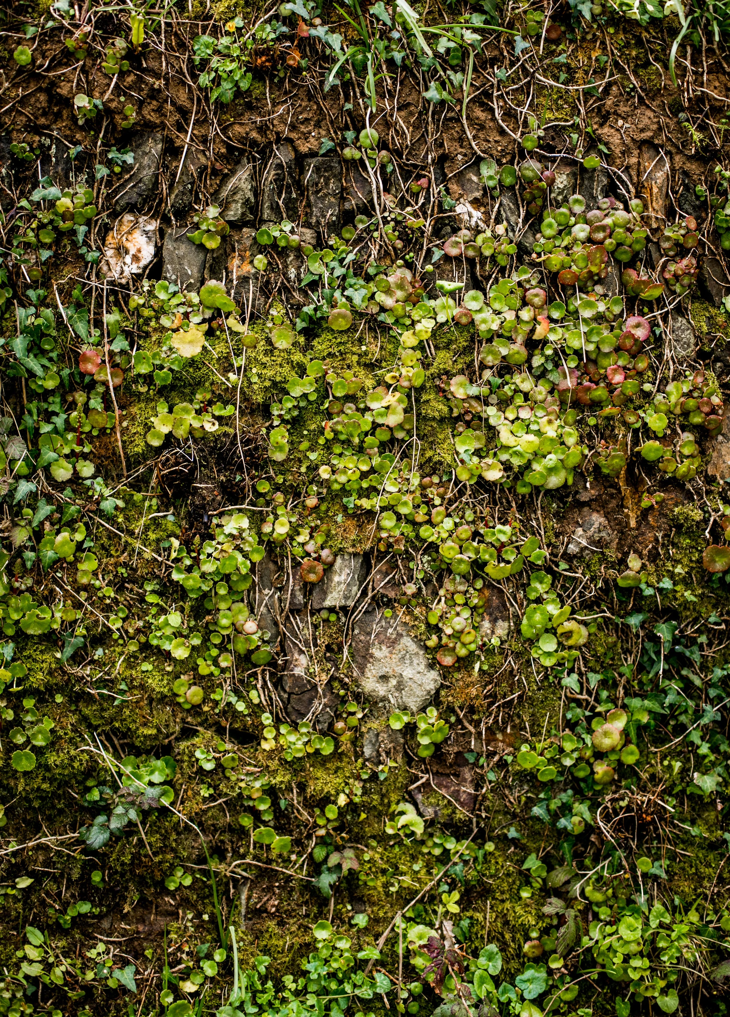 Cornish Hedge