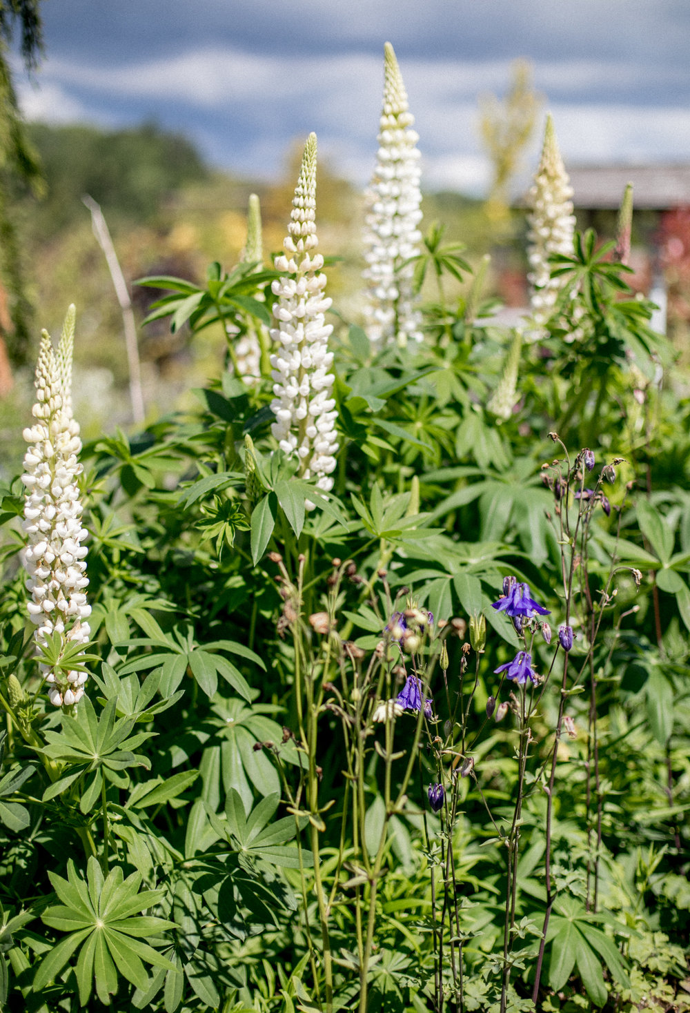 Lupins growing at Duchy of Cornwall Nursery