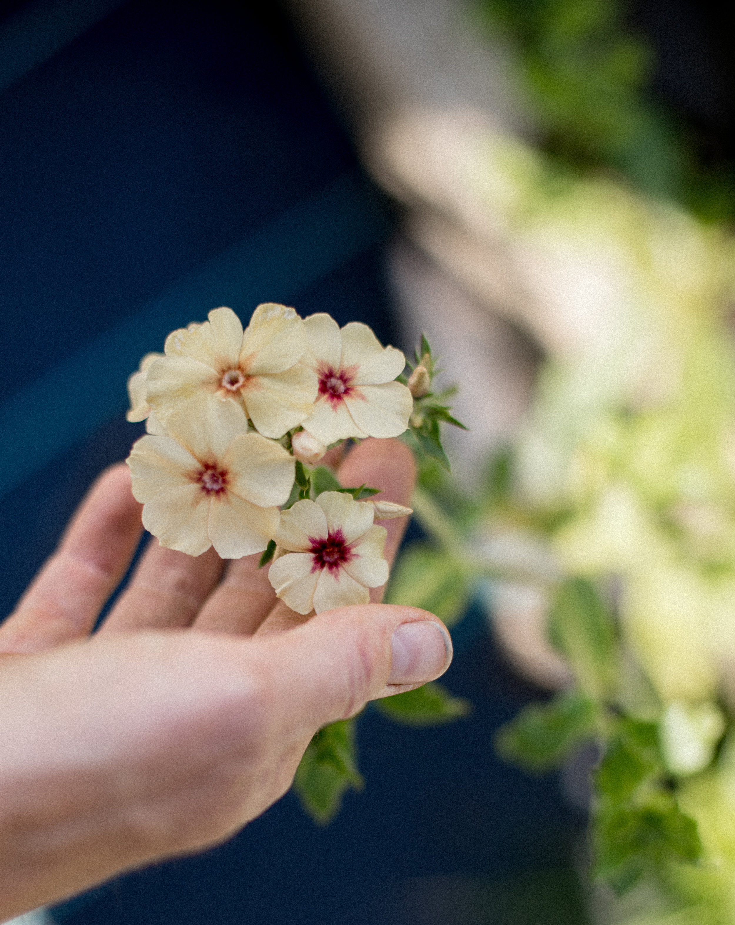 Creme Brûlée Phlox flowers 