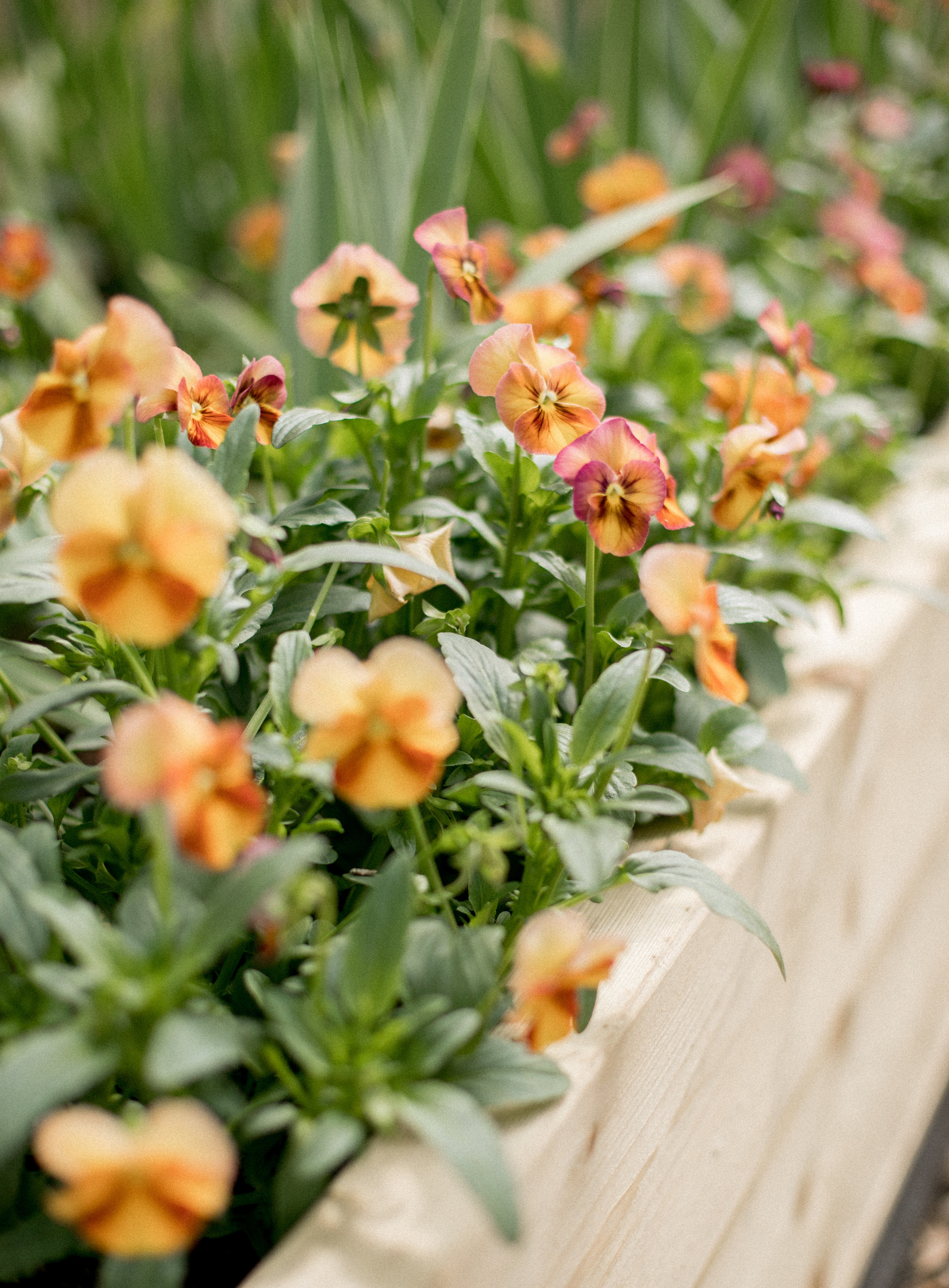 Floret Seed Violas 