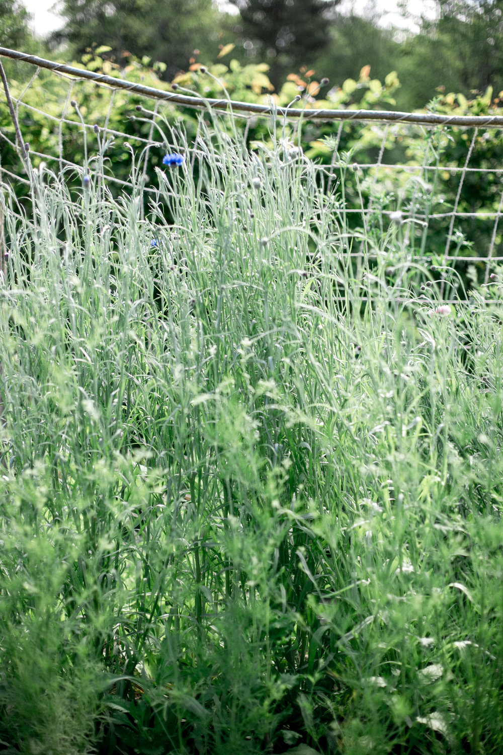 Annual seed bed growing British flowers