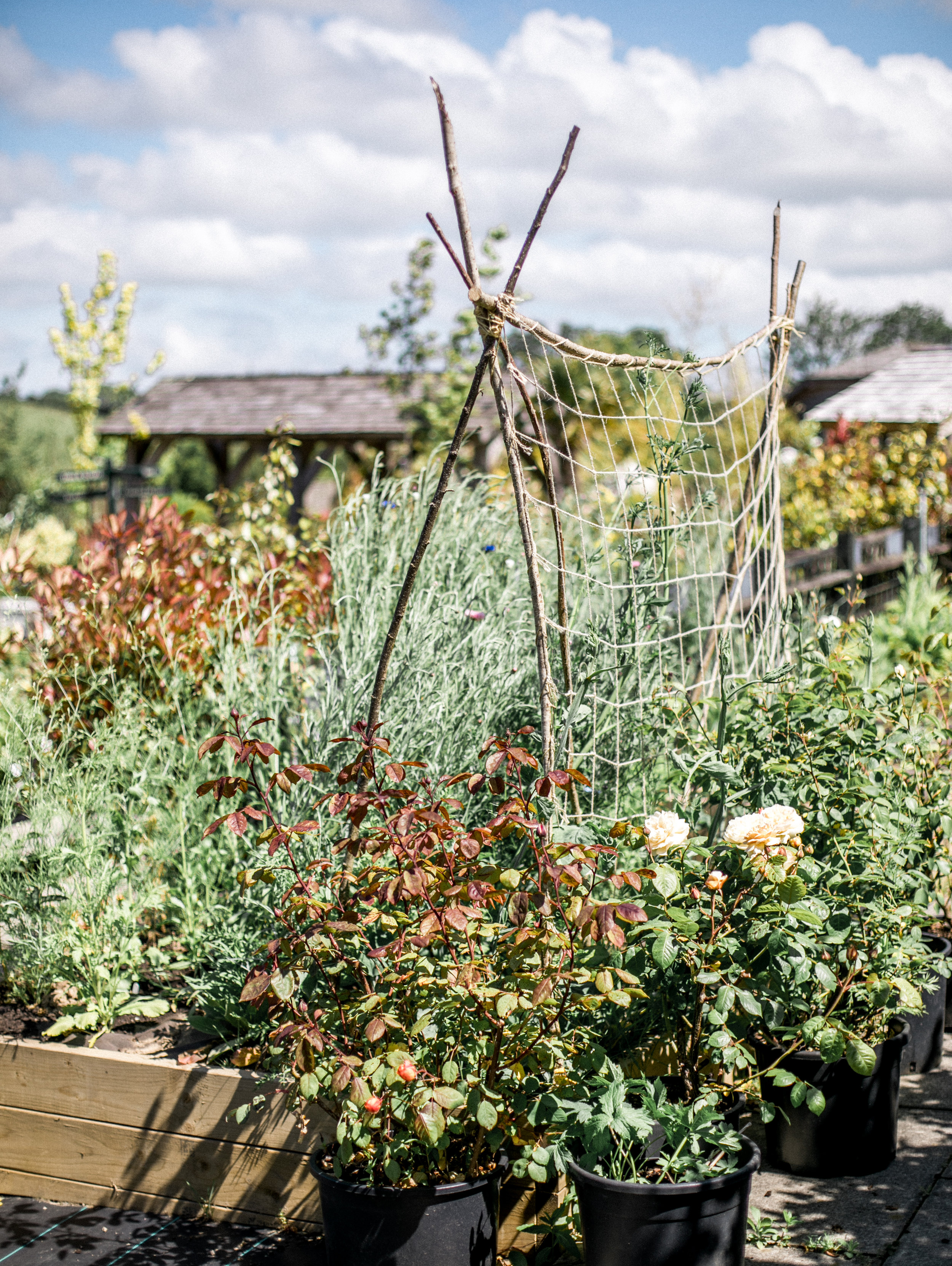 Raised bed at Duchy of Cornwall Nursery