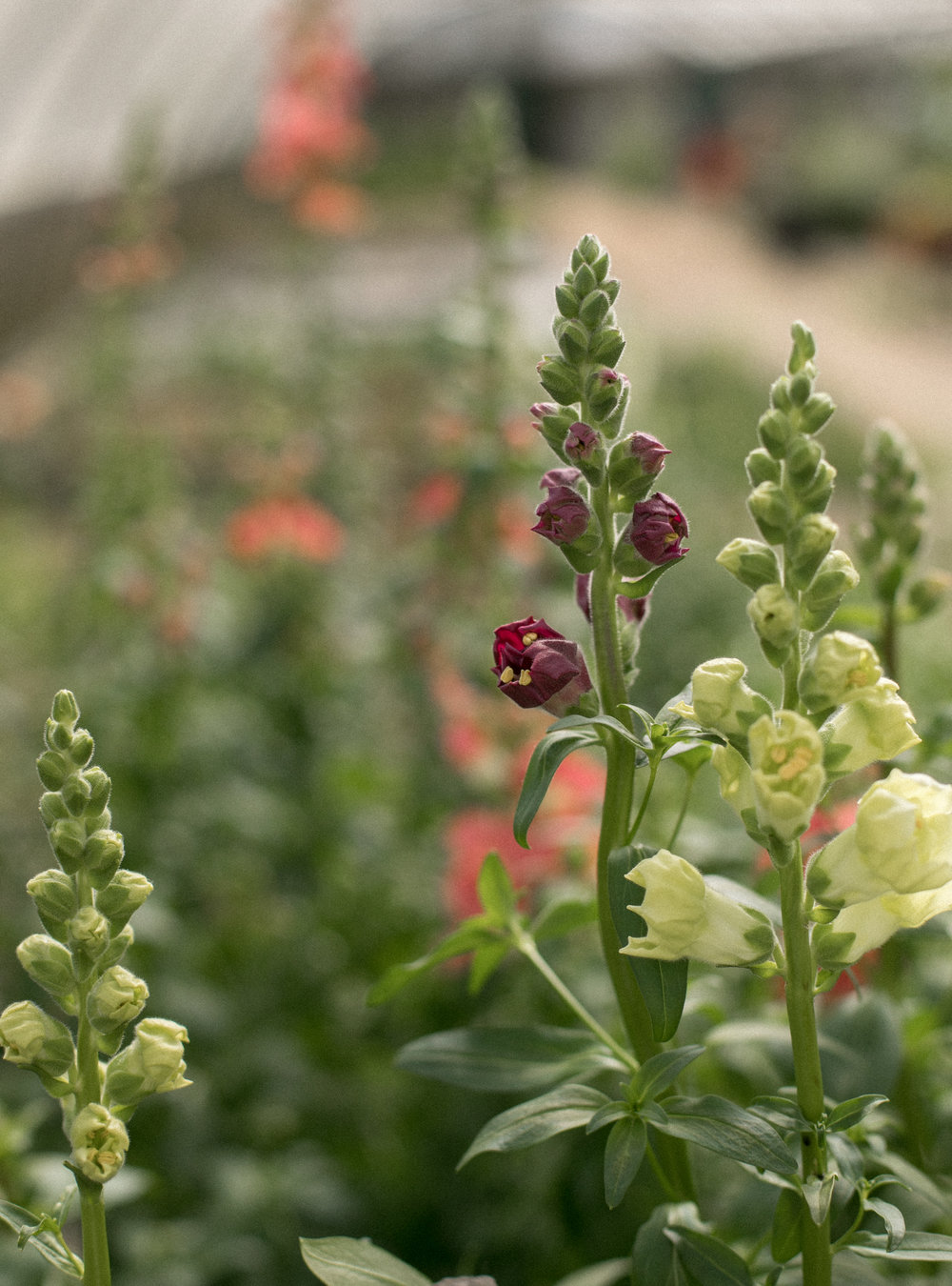 Snap Dragons in the tunnel at Duchy of Cornwall Nursery