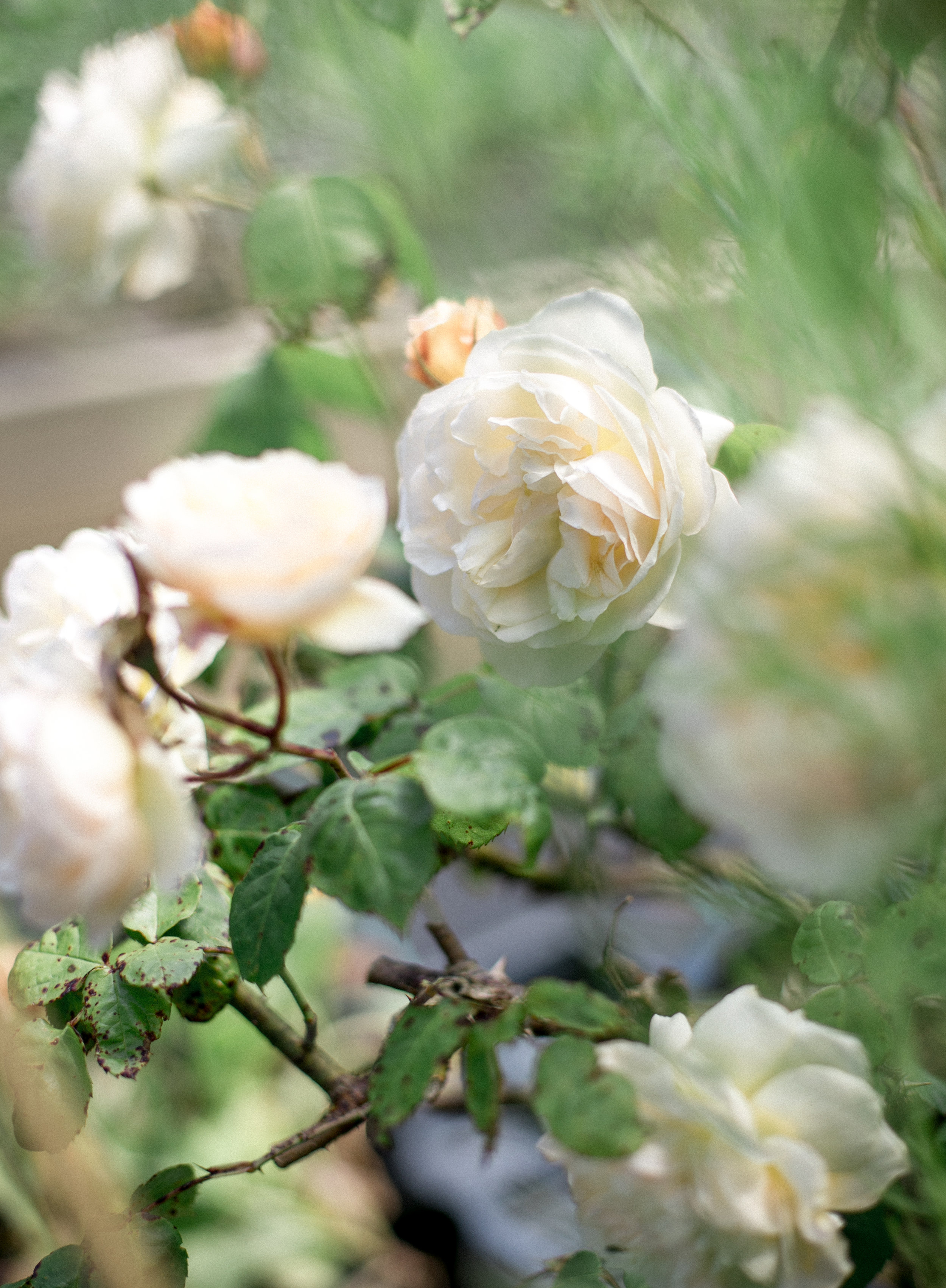 Roses in the cutting garden in Cornwall