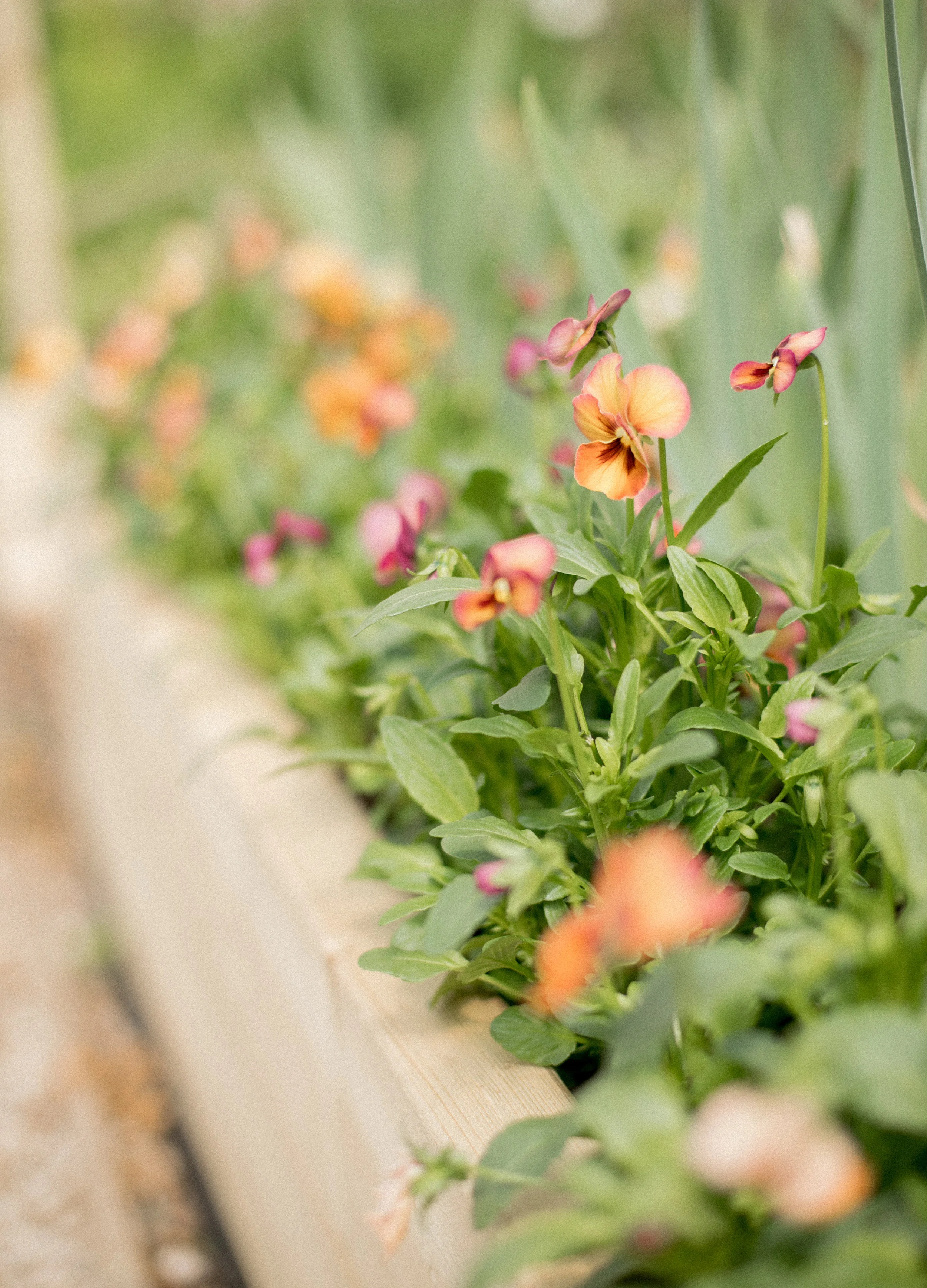 Floret Seed - Violas