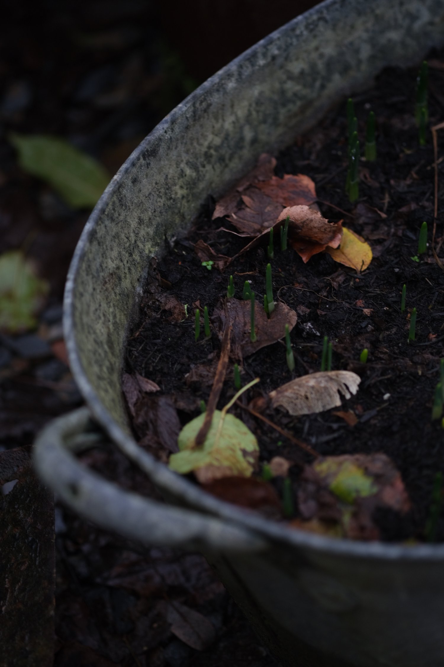 Galvanised planter with spring bulbs