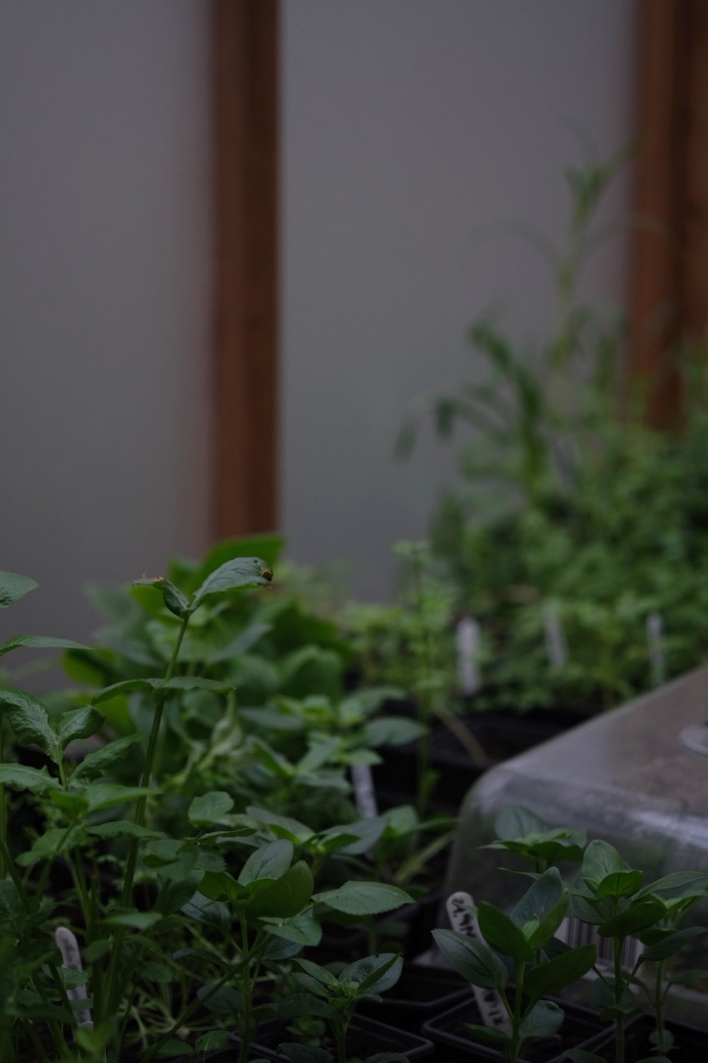 Workbench in the Greenhouse