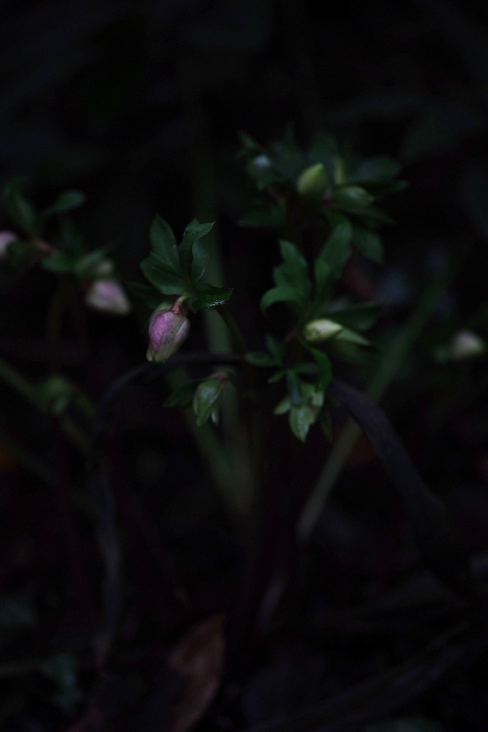 Hellebores in the ground