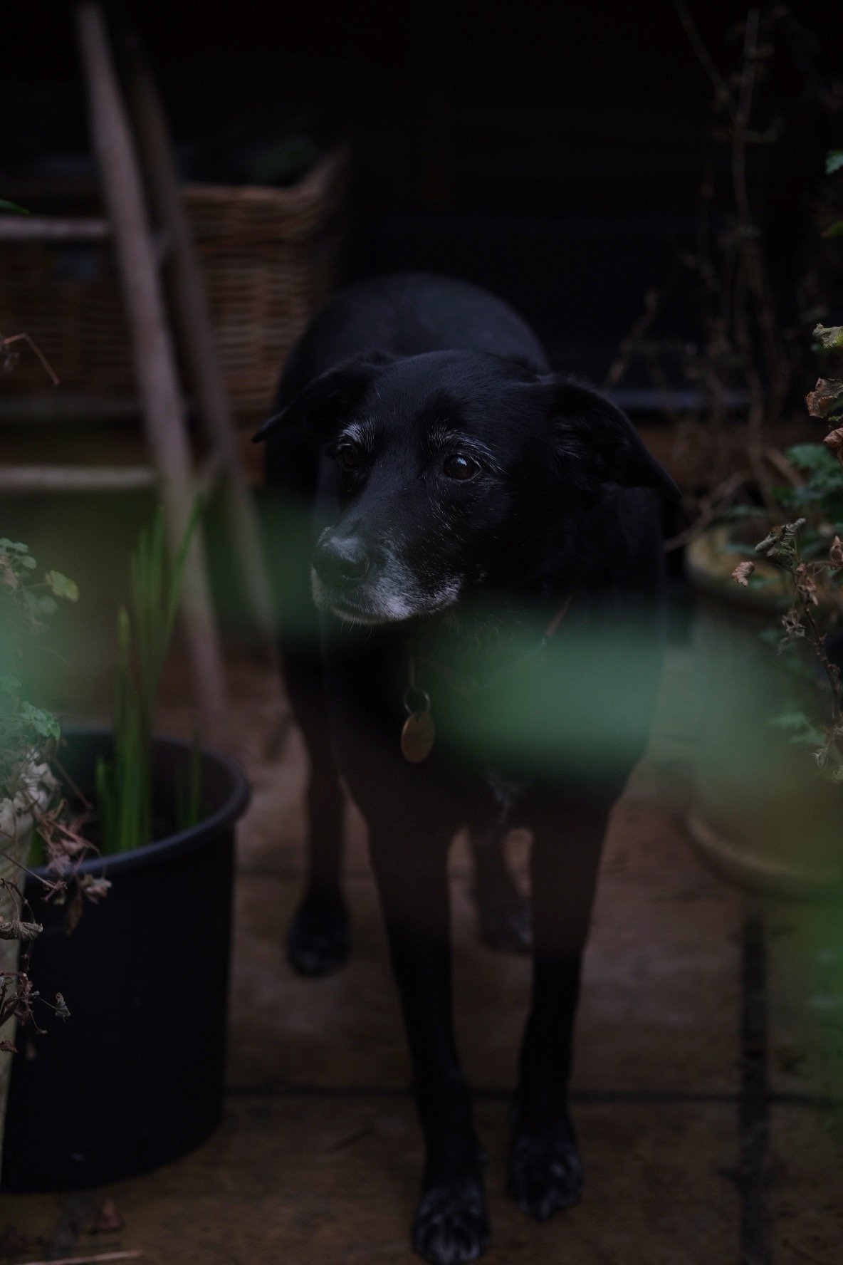 Mabel waiting for a dog walk