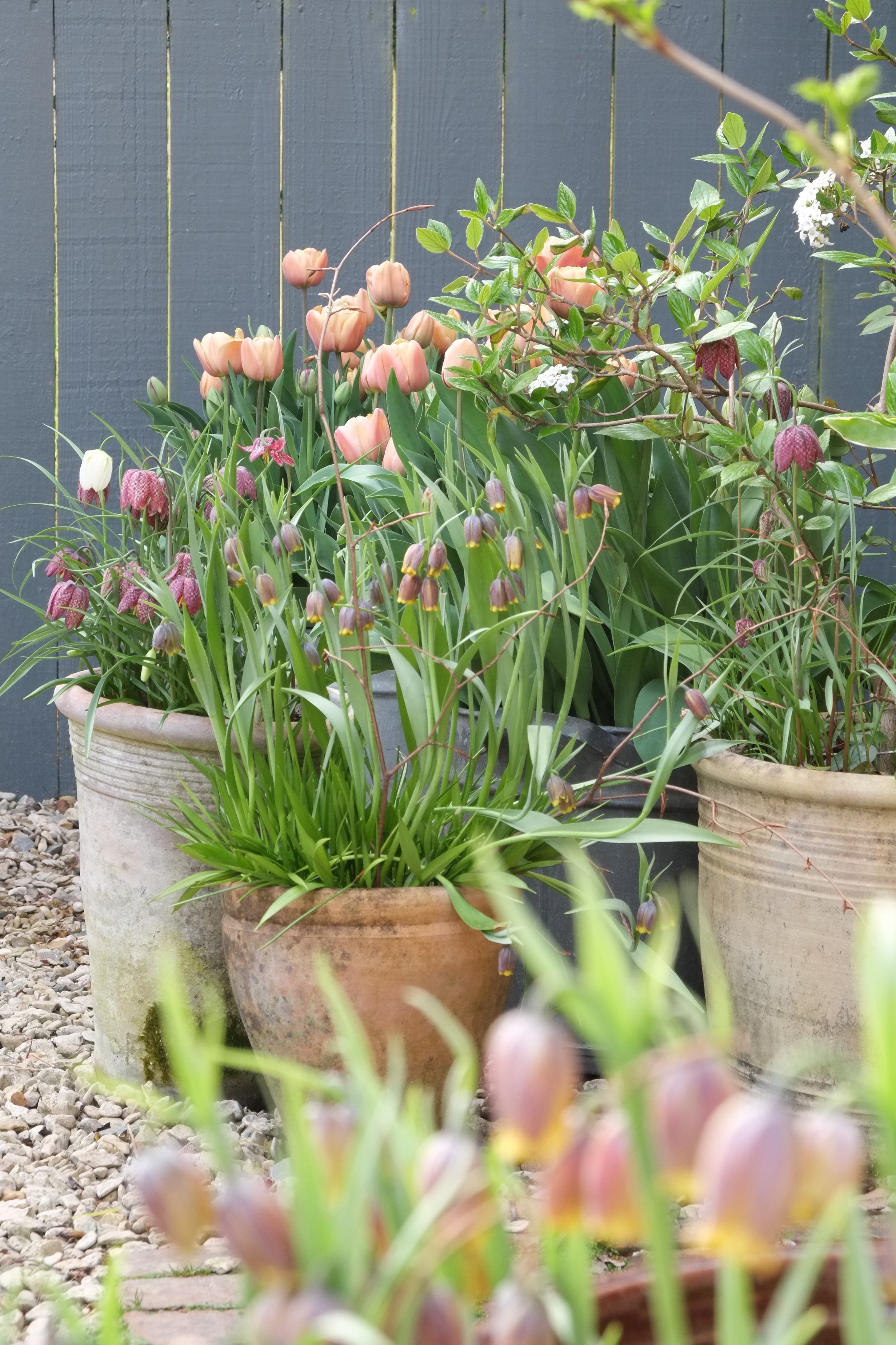 Spring planters tulips