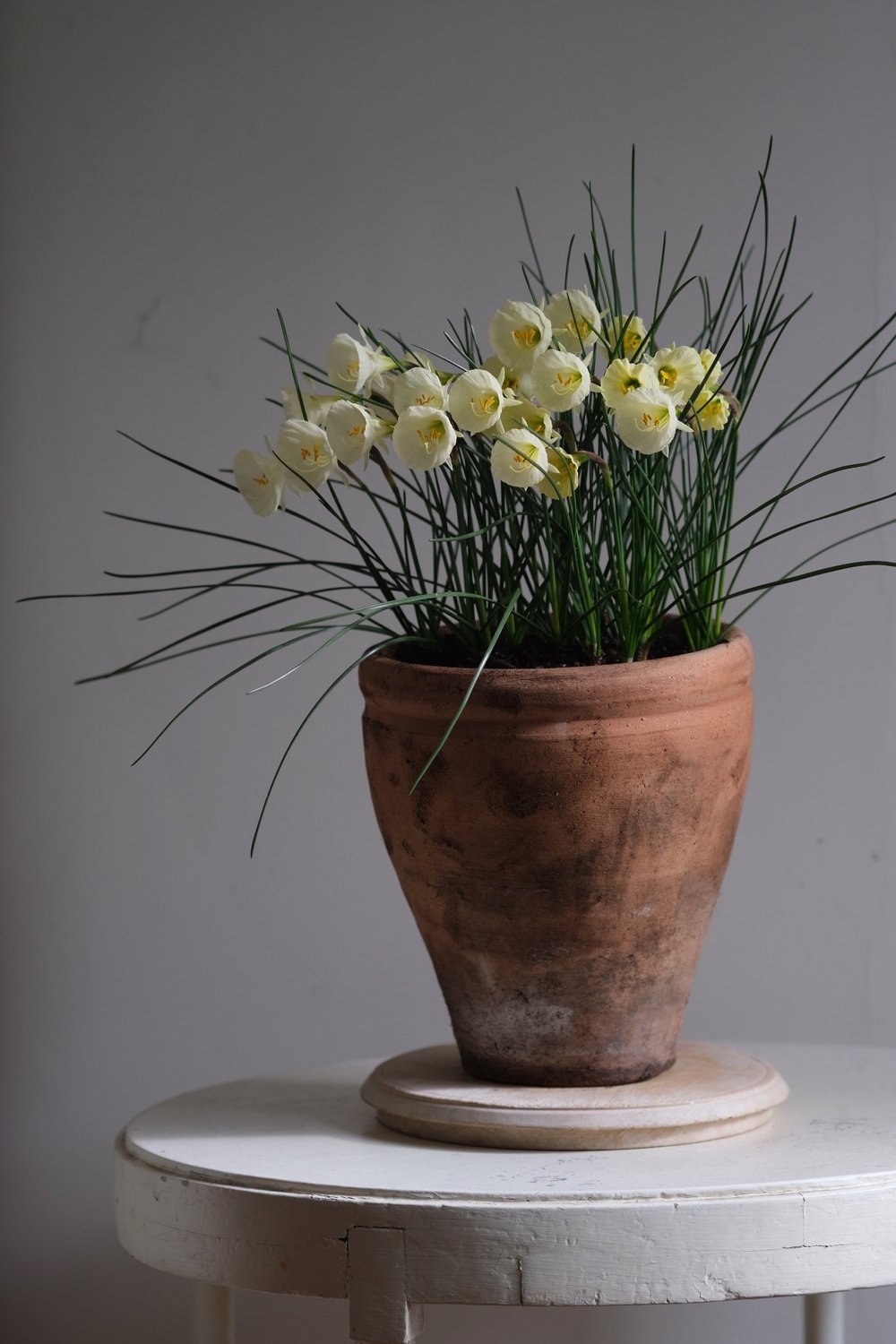 Bulbocodium Narcissi