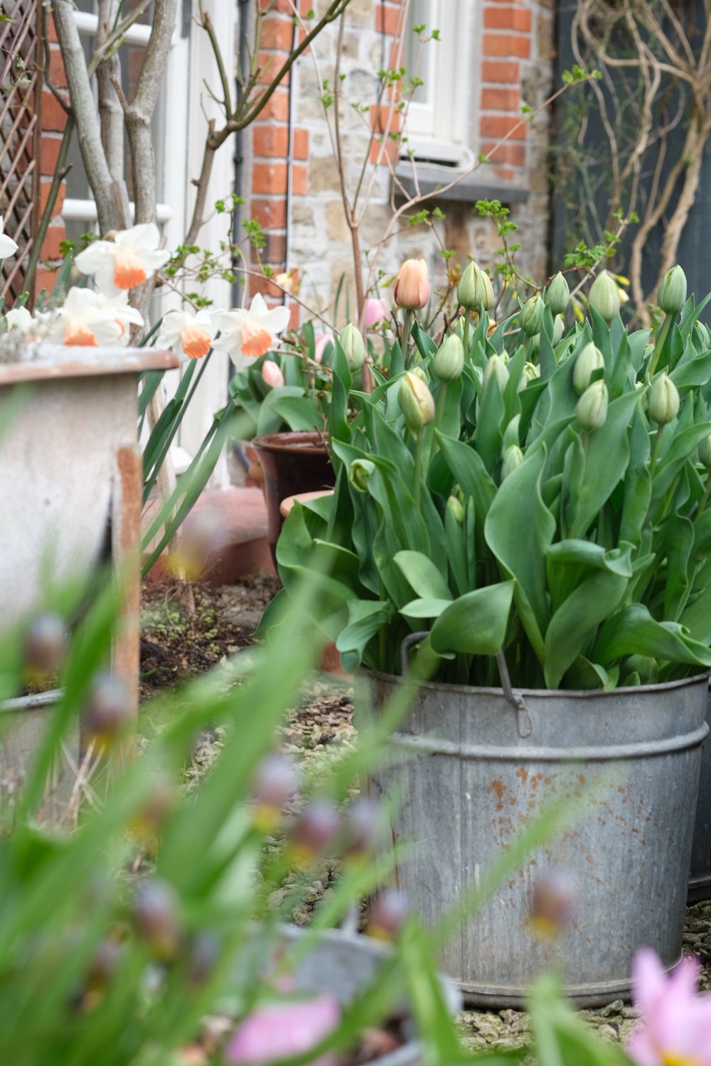 Tulips from 2022 in The Garden Gate Flower Company