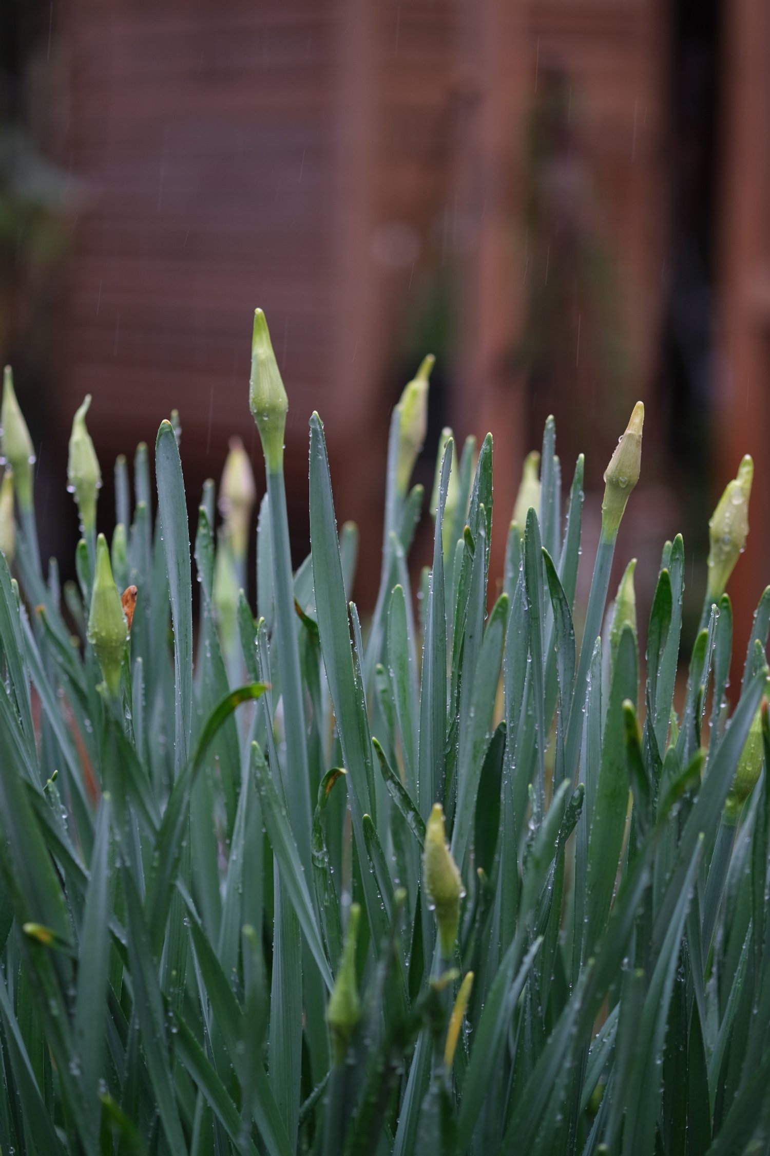 Narcissi in bud 