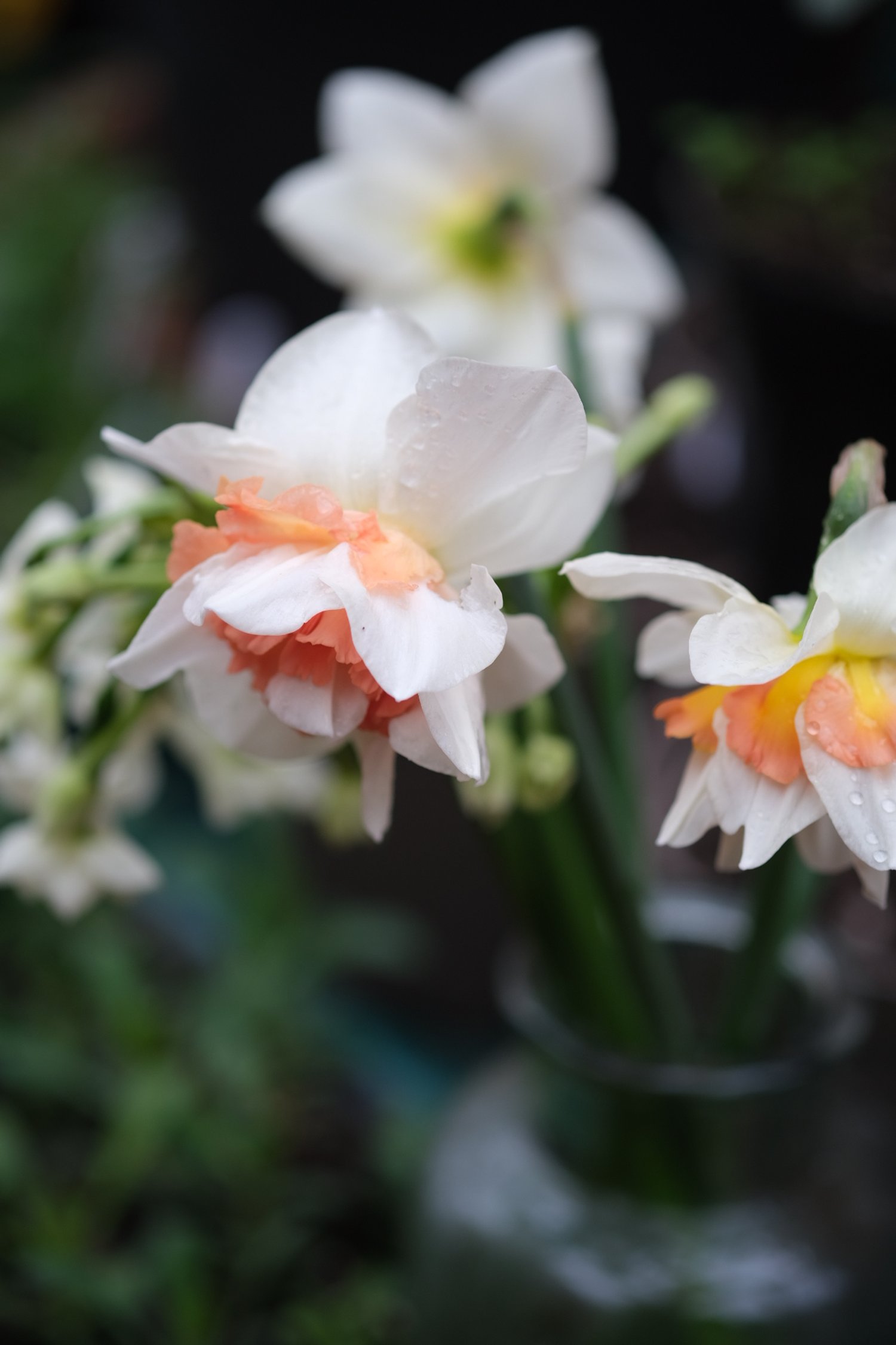 Grown narcissi by The Garden Gate Flower Company