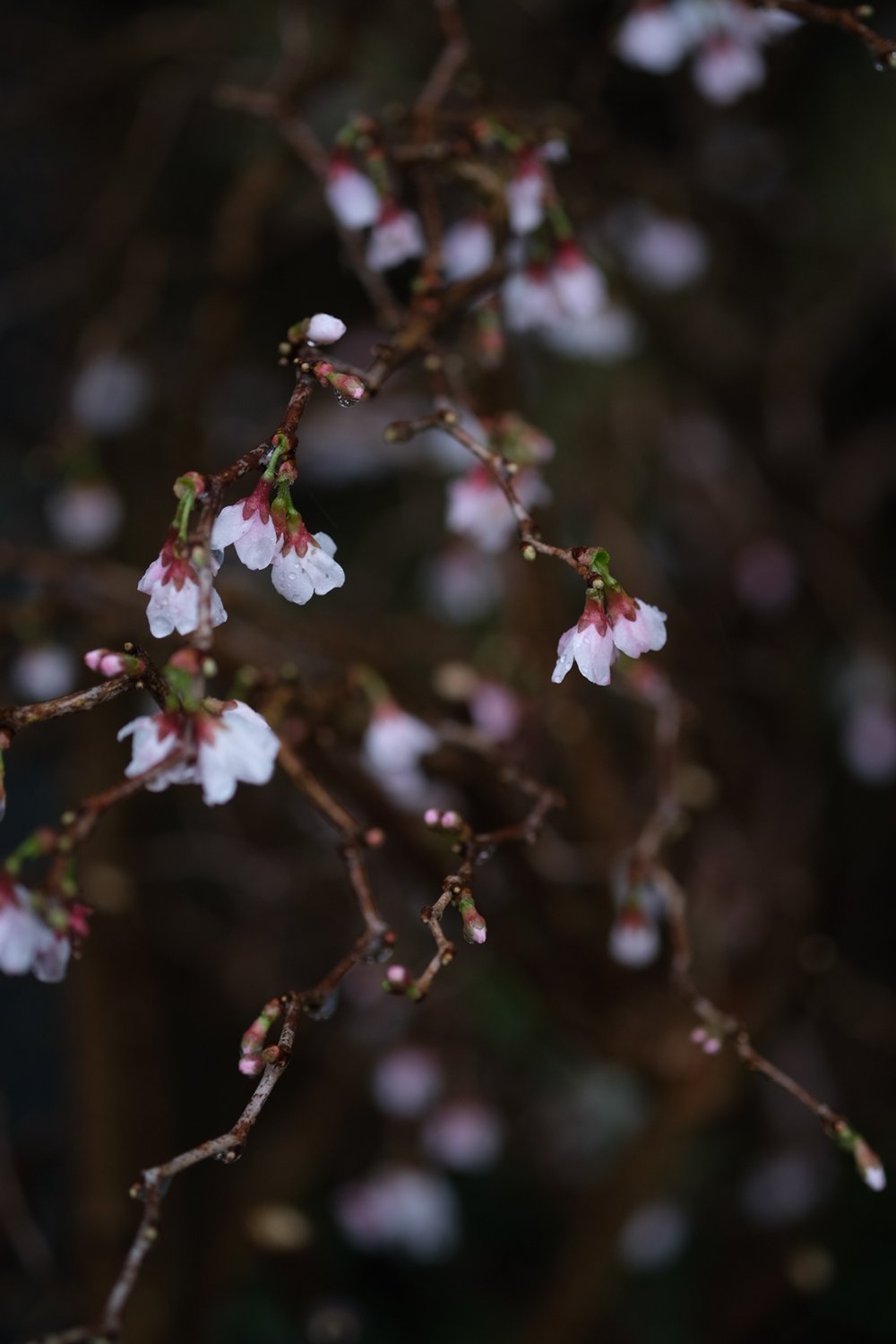 Flowering ornamental cherry