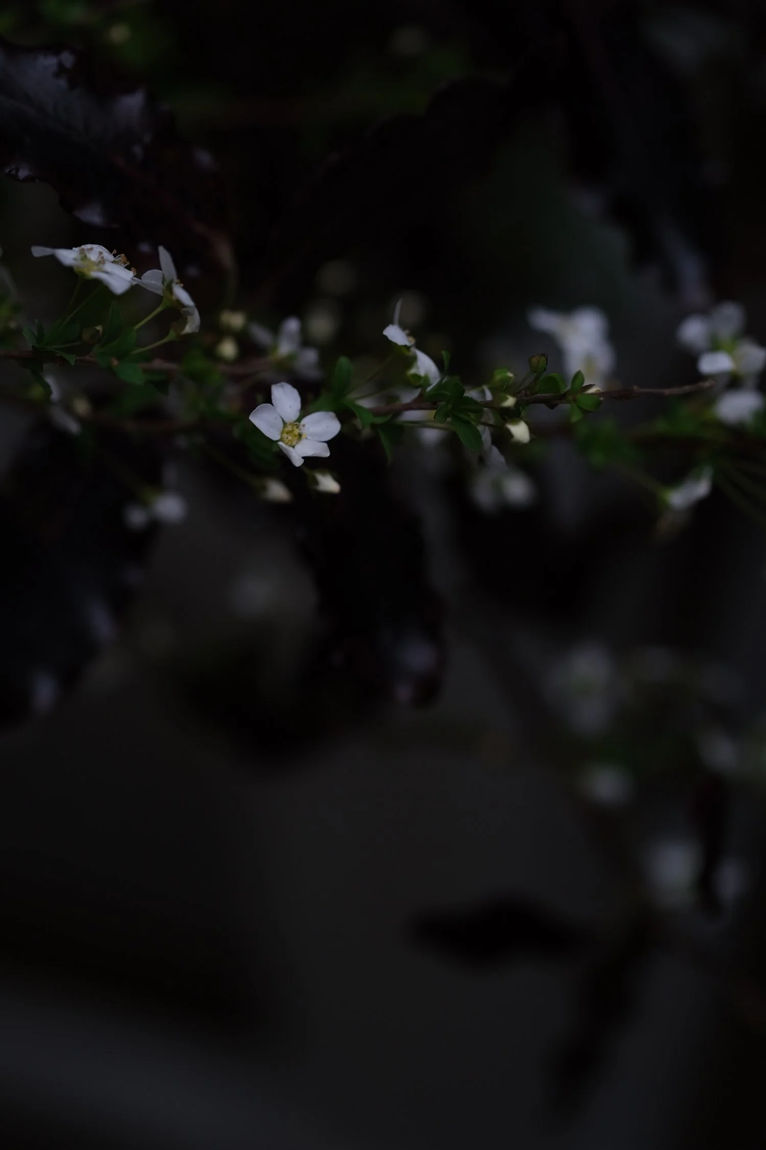 Spirea flowering at The Garden Gate Flower Company