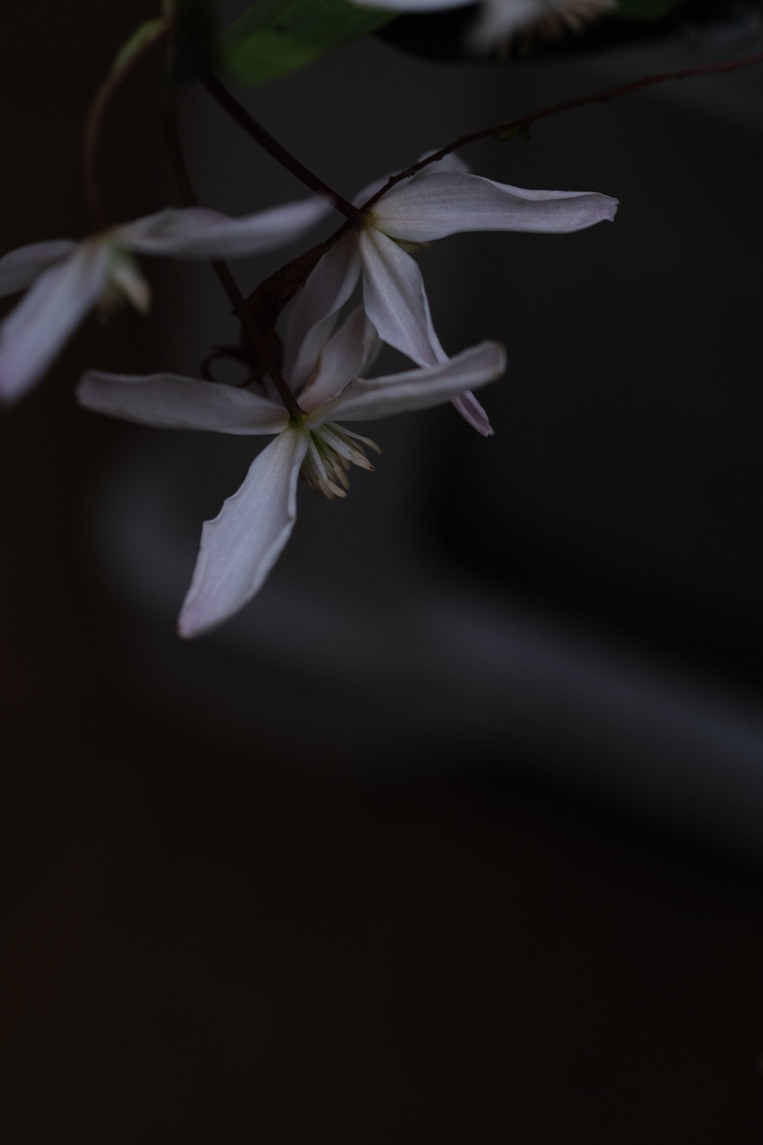 Winter flowering clematis 