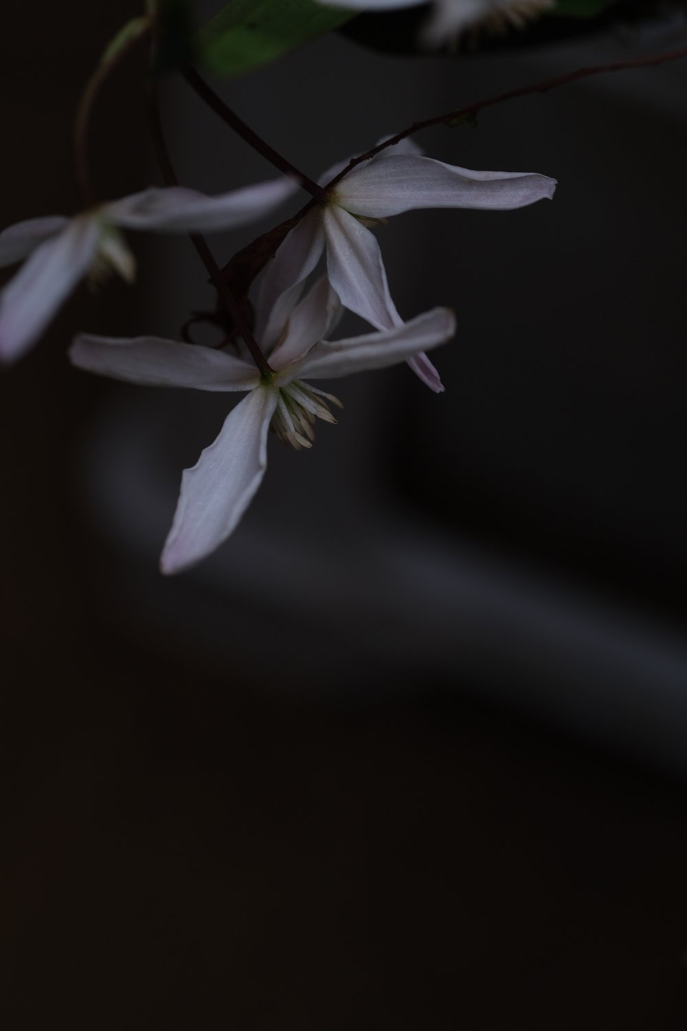 Winter flowering clematis 