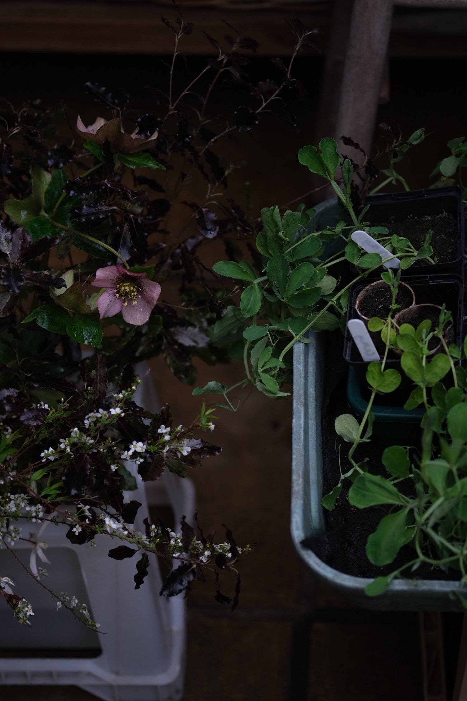 Inside the greenhouse