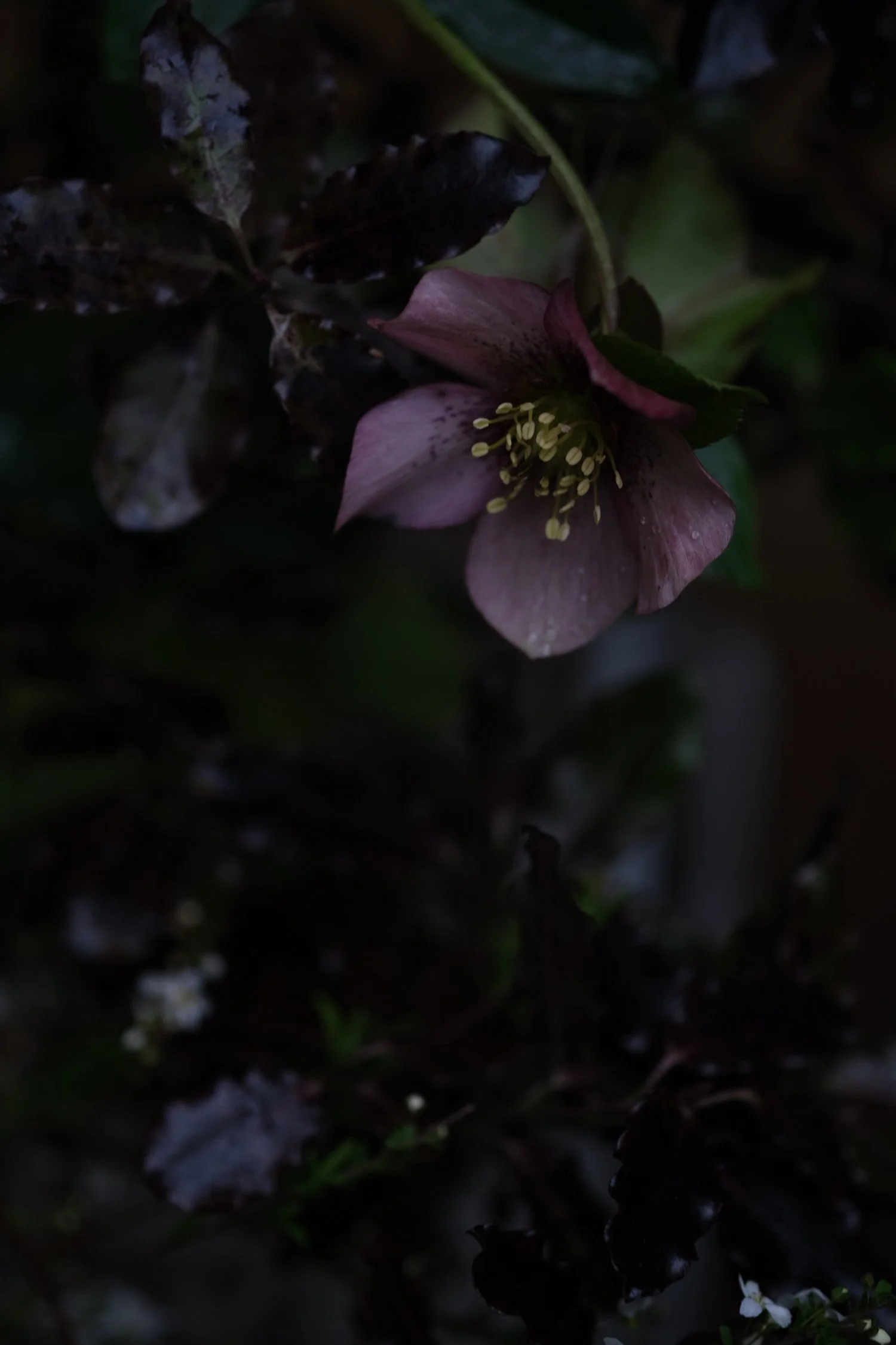 Hellebores in March