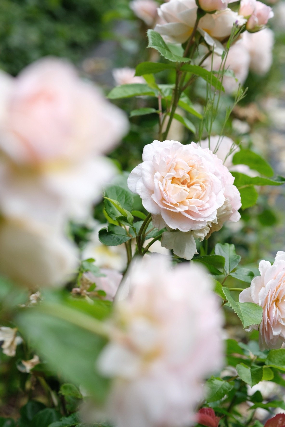 Roses for floral class