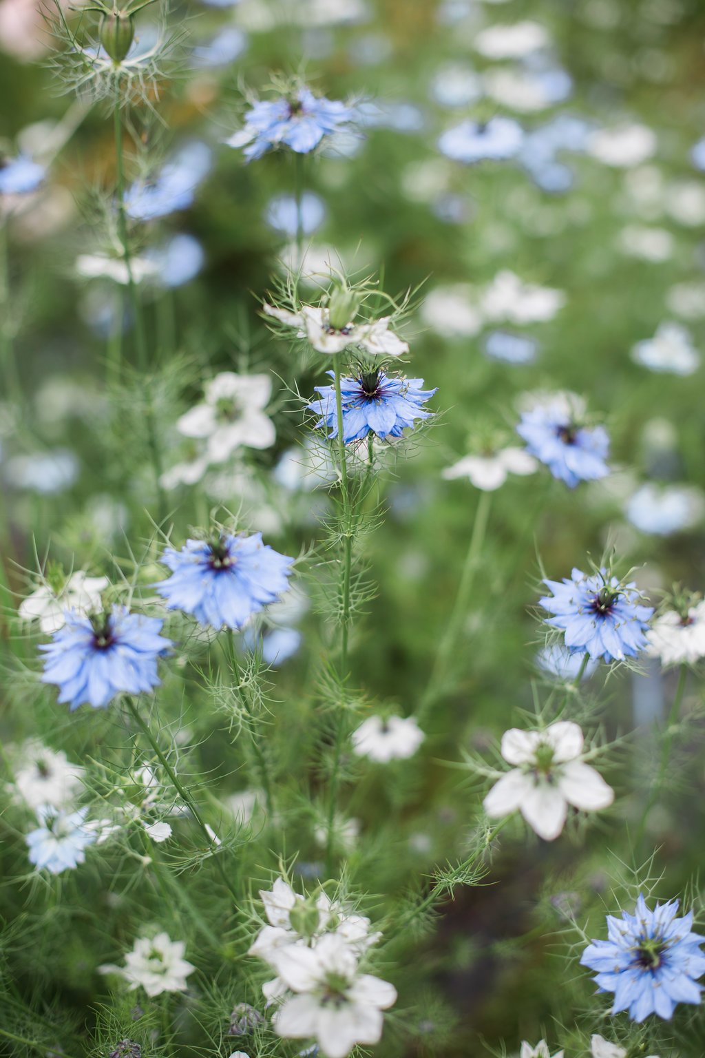 Annual héros flowers to get started with