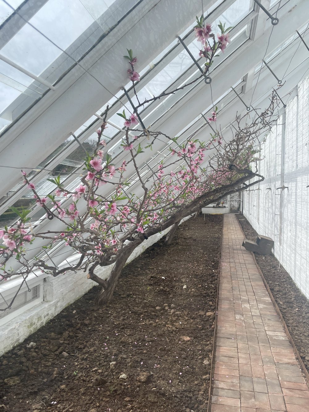 Peach blossom at Heligan gardens 